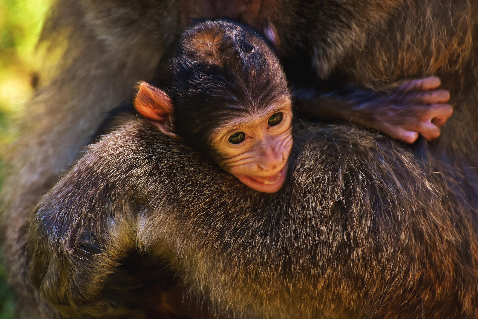 Free photo A baby chimpanzee in her mom`s arms.