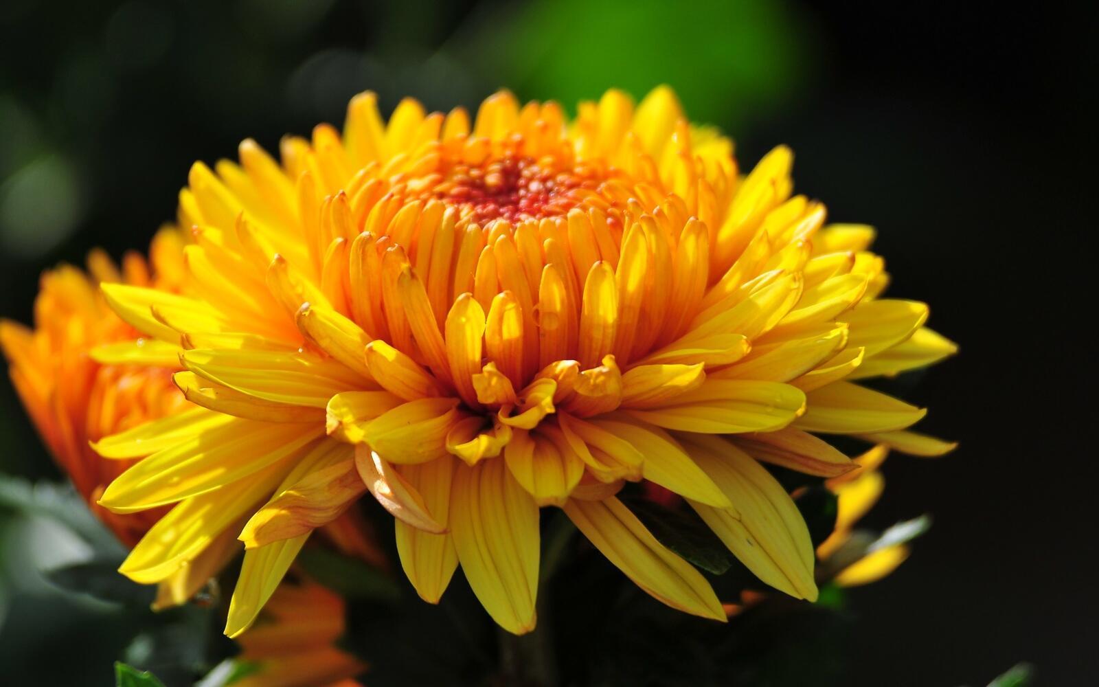Бесплатное фото Желтый цветочек крупным планом