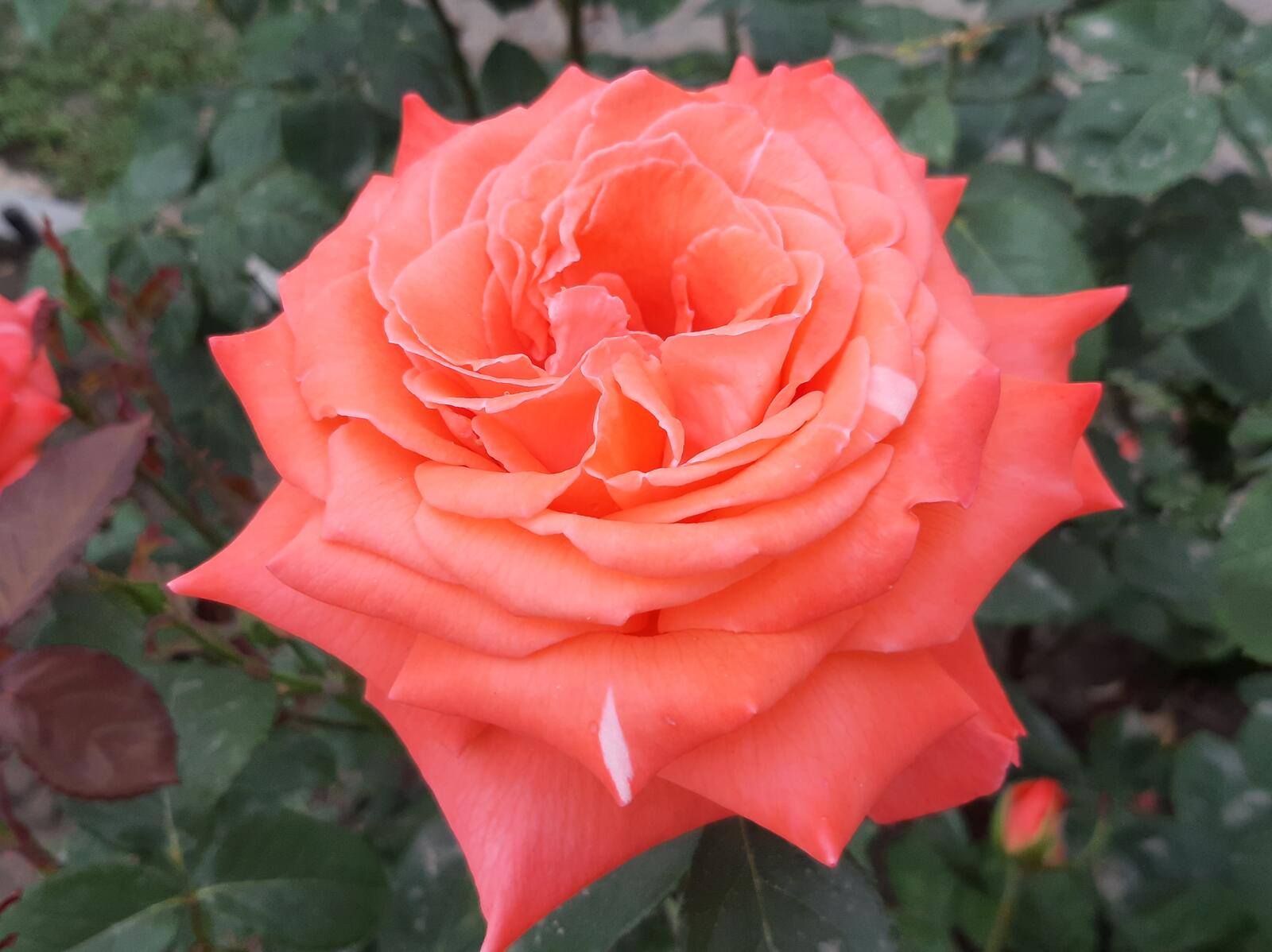Бесплатное фото Бутон оранжевой розы