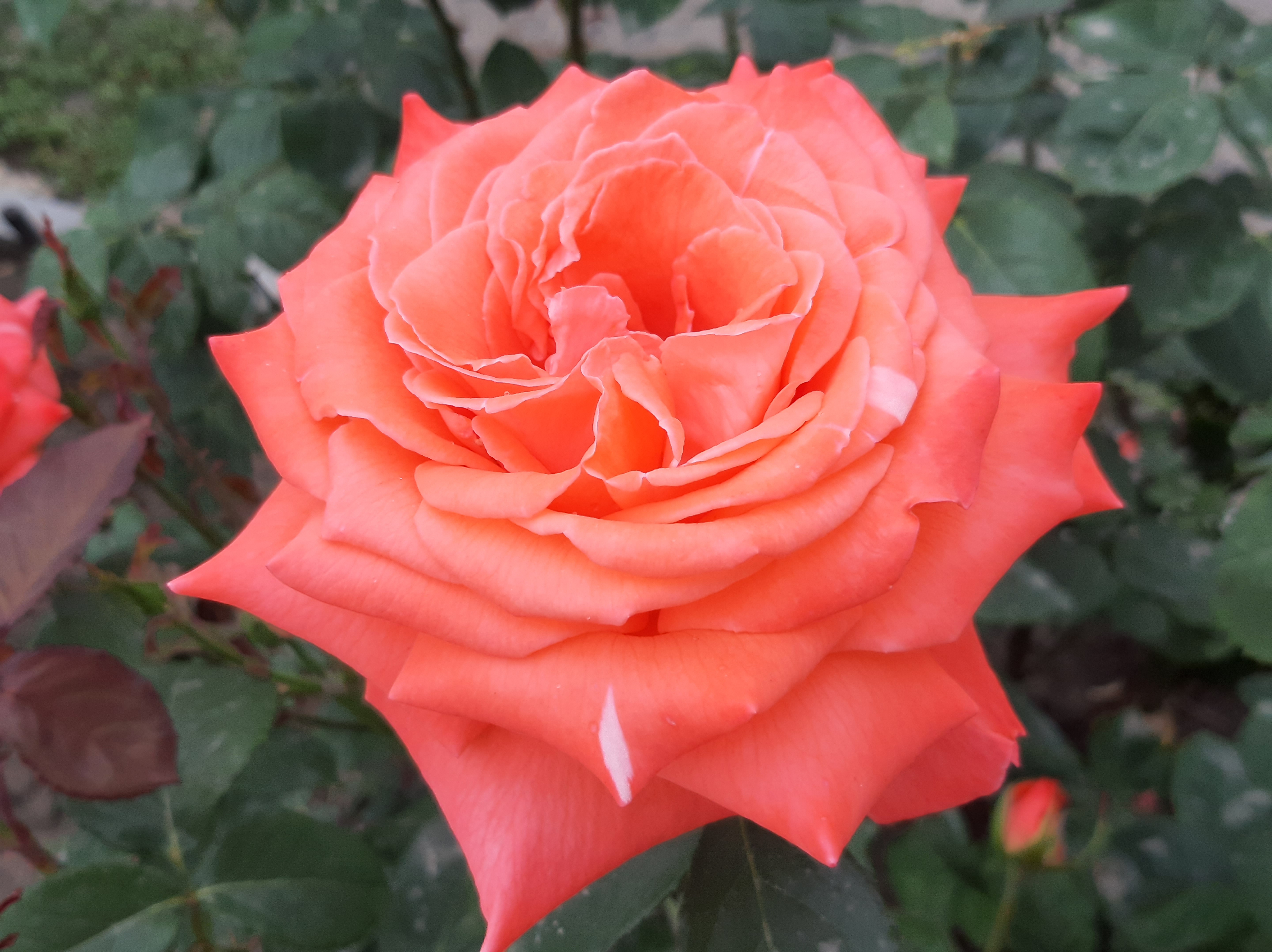 免费照片橙色玫瑰花蕾