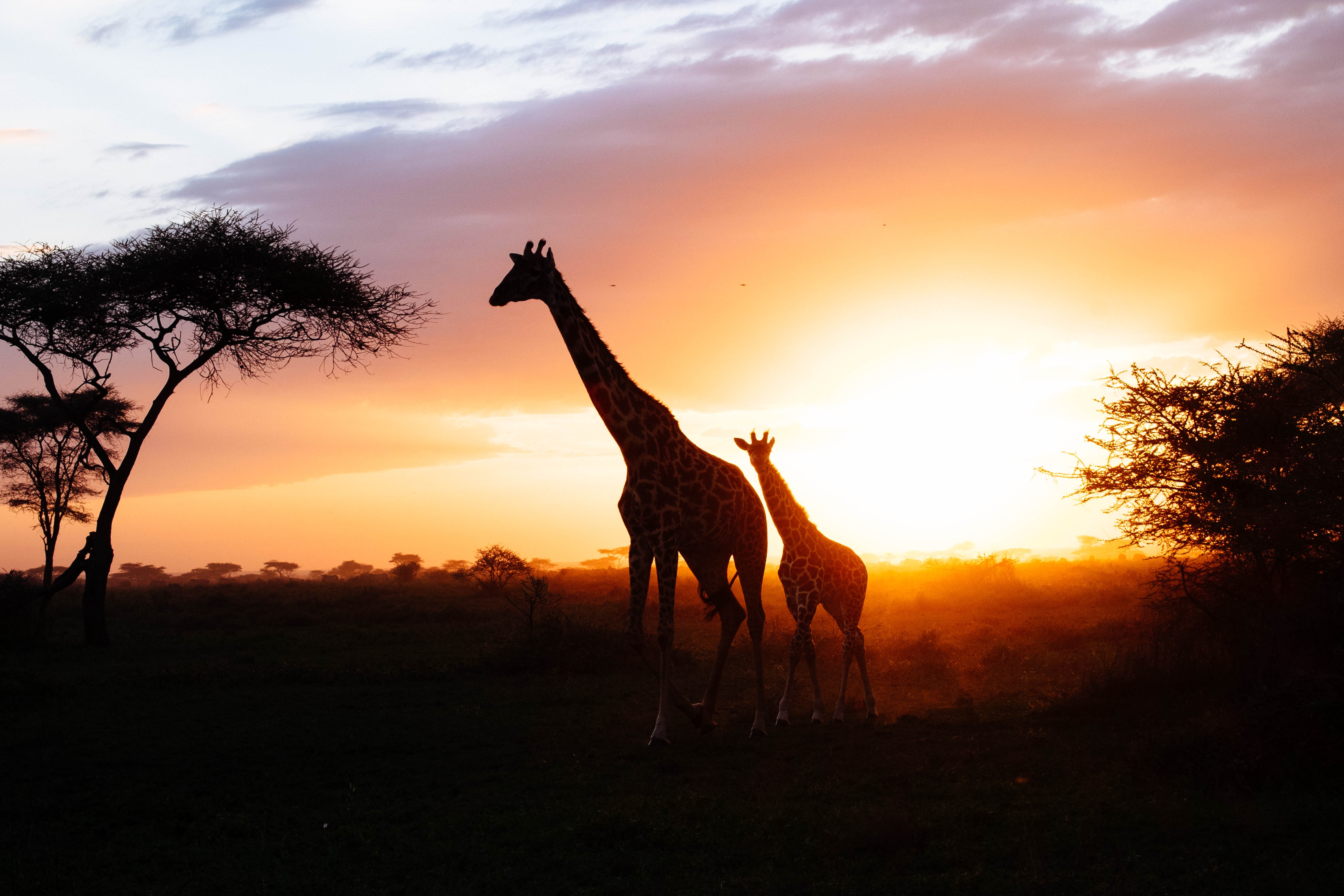 免费照片日落时分的两只长颈鹿