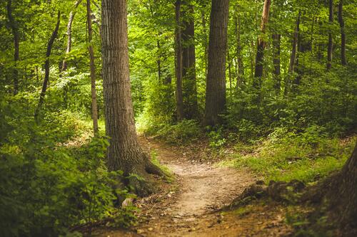 A trail through the summer forest