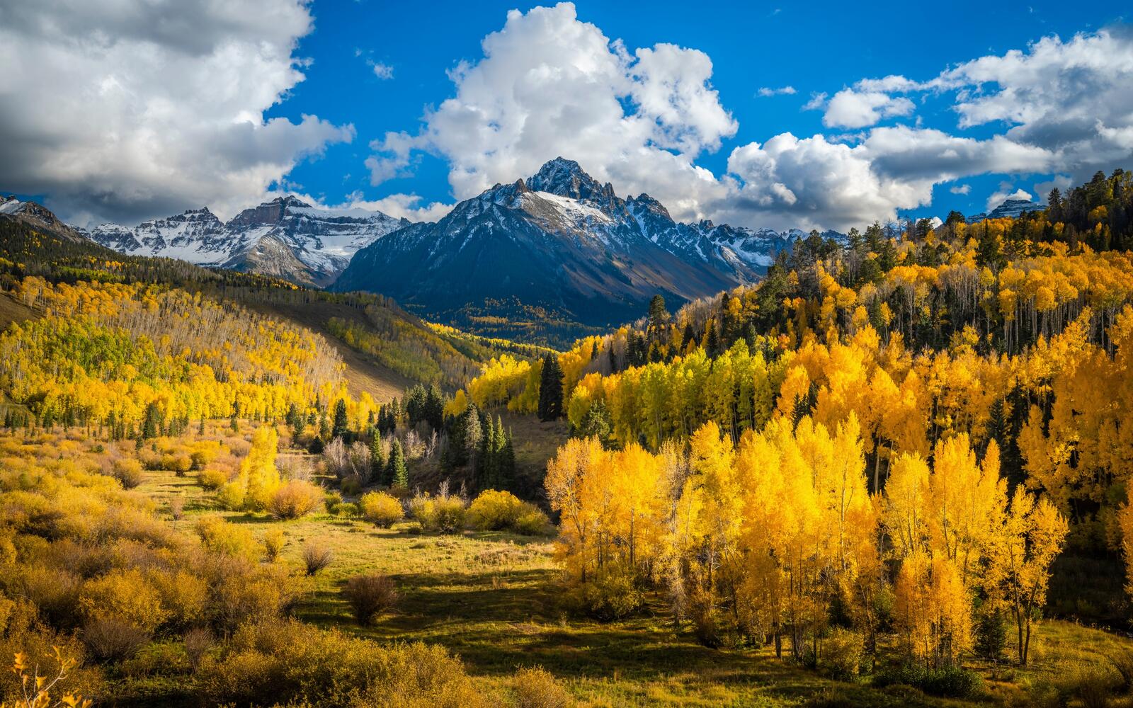 Бесплатное фото Осенний лес с желтой листвой