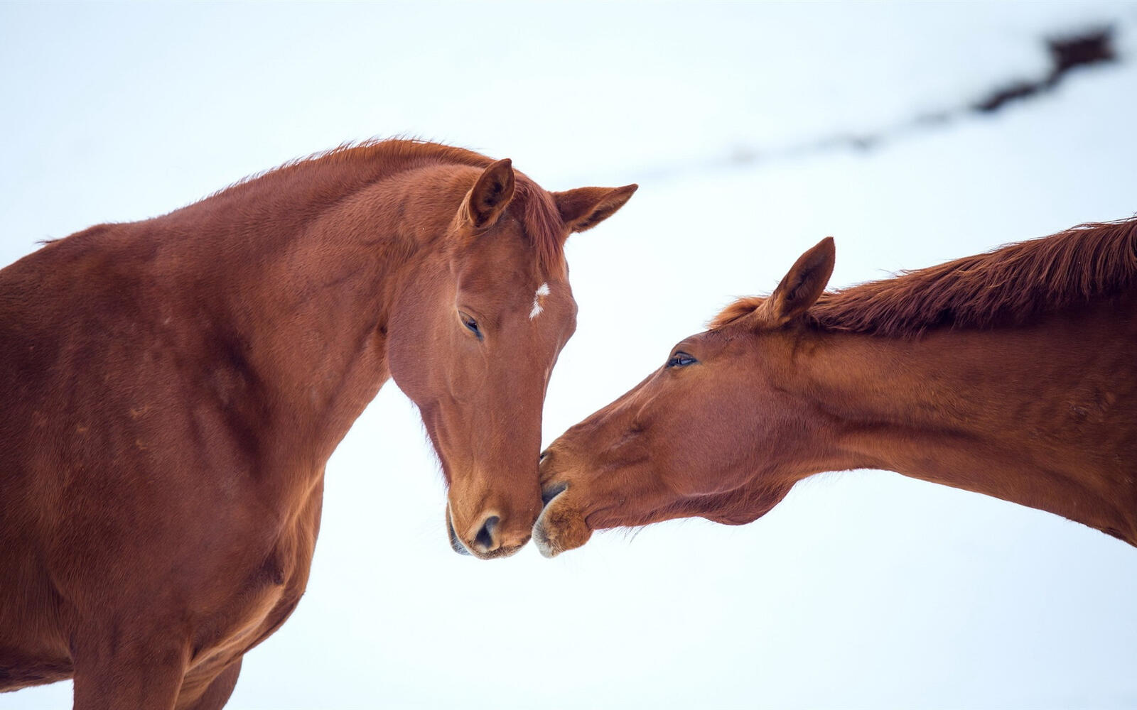 Free photo Two horses kissing