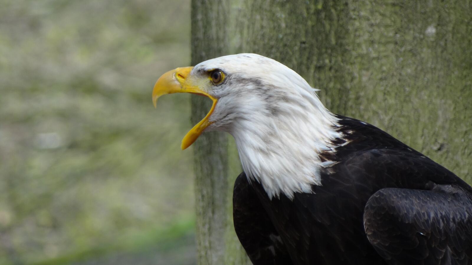 Free photo Eagle of prey with open beak, side view