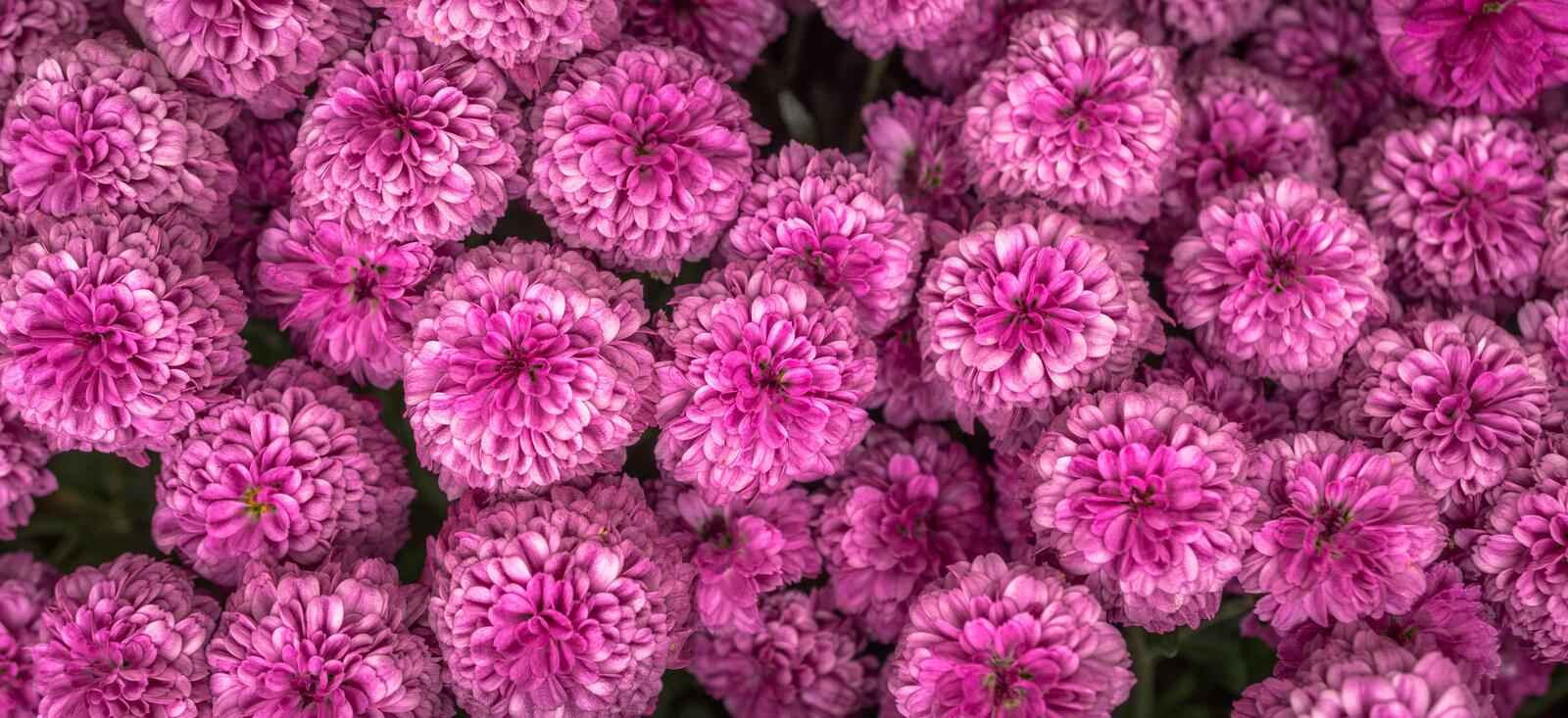 免费照片紫色菊花花束
