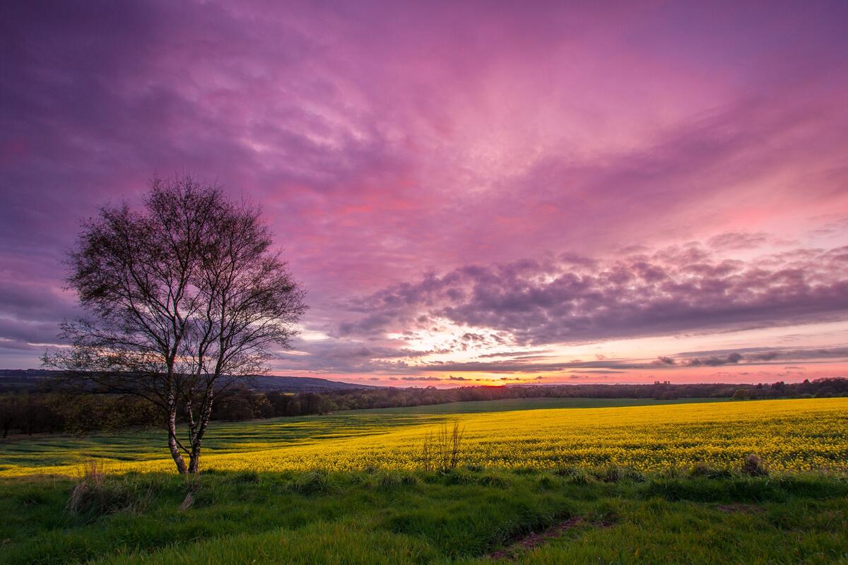 A purple sunset over a green field