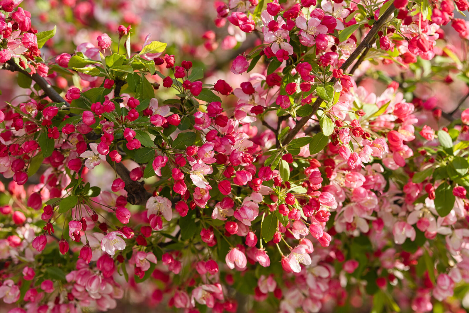 Бесплатное фото Розовые лепестки цветущей яблони