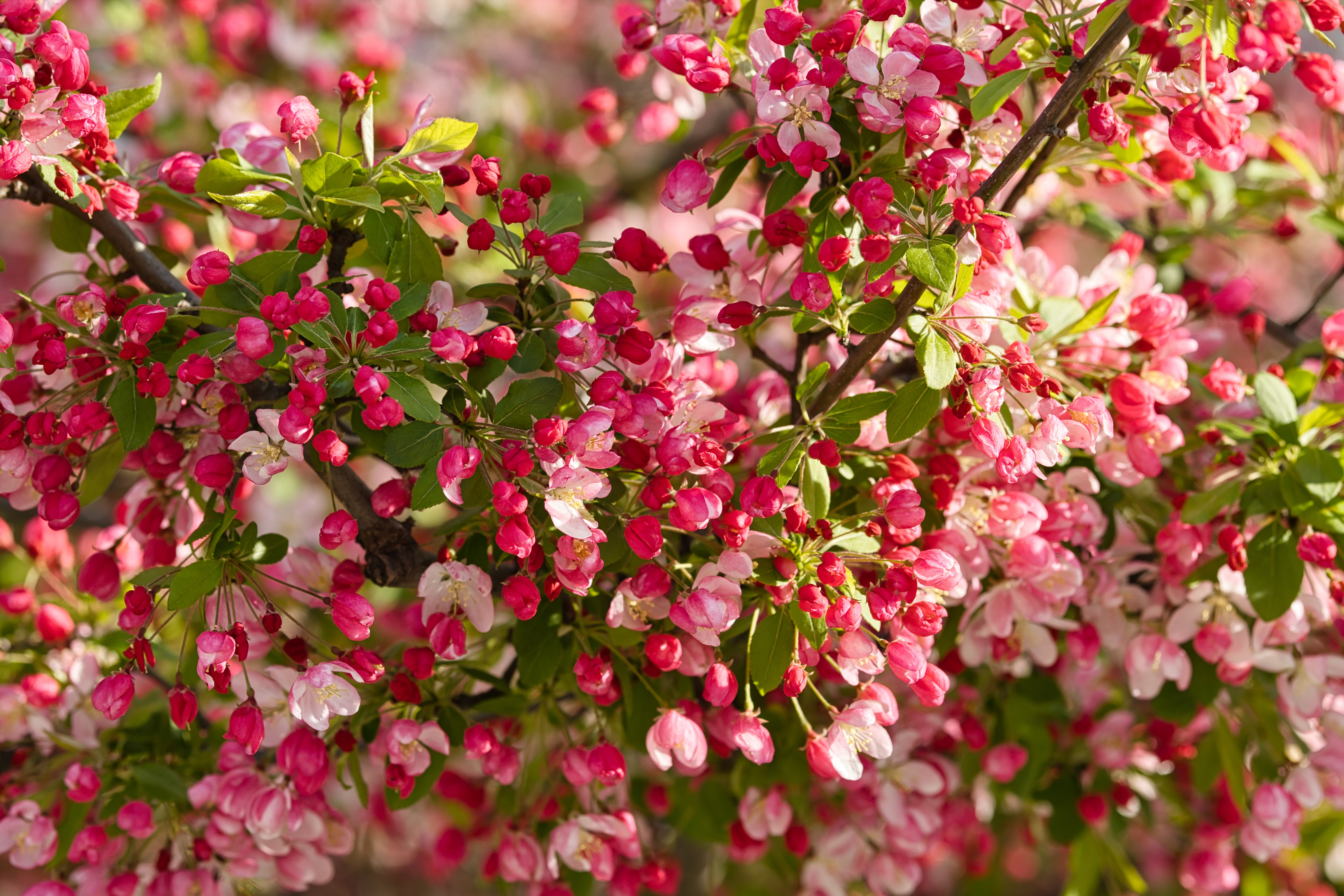 Розовые лепестки цветущей яблони