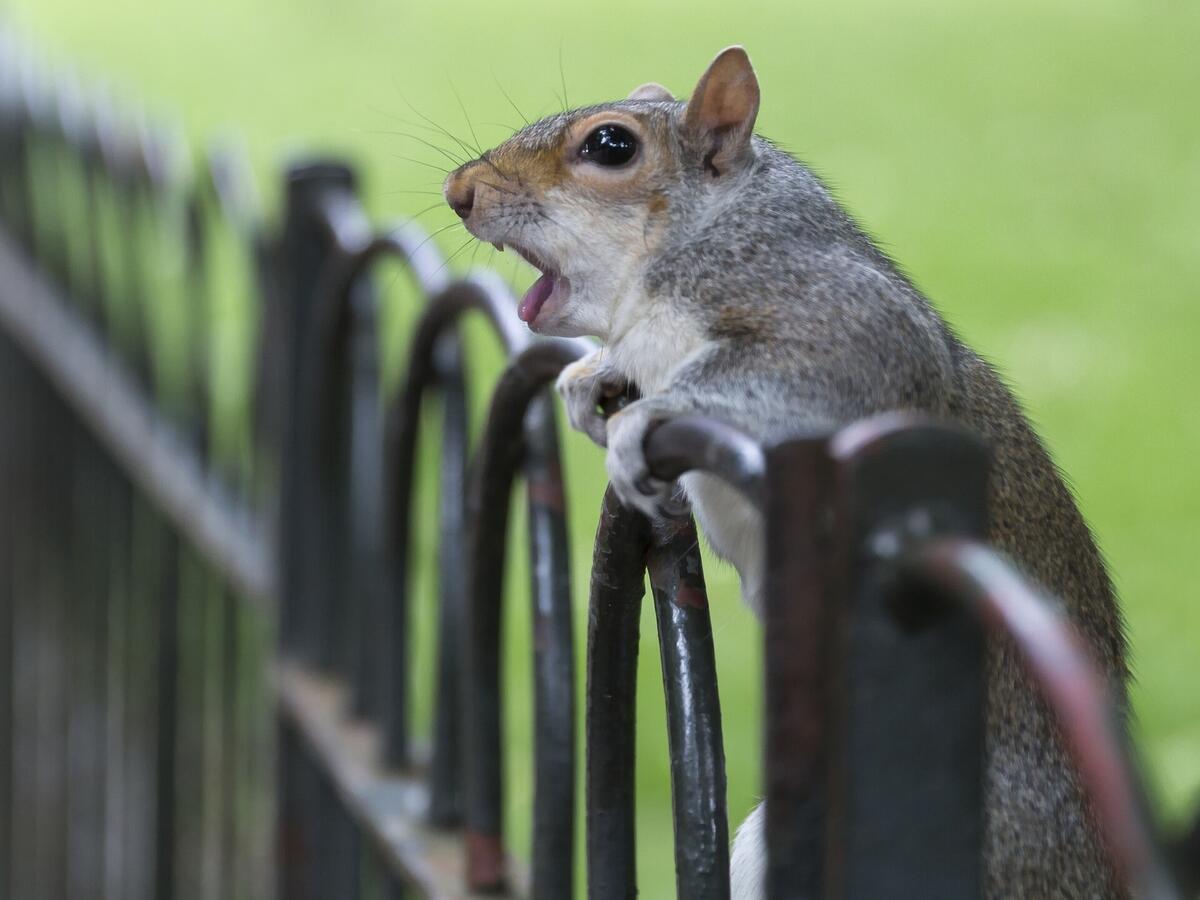 A squirrel peeks over the fence
