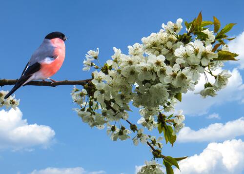 Красивая природа с птицами. Весенняя природа. Птицы весной.