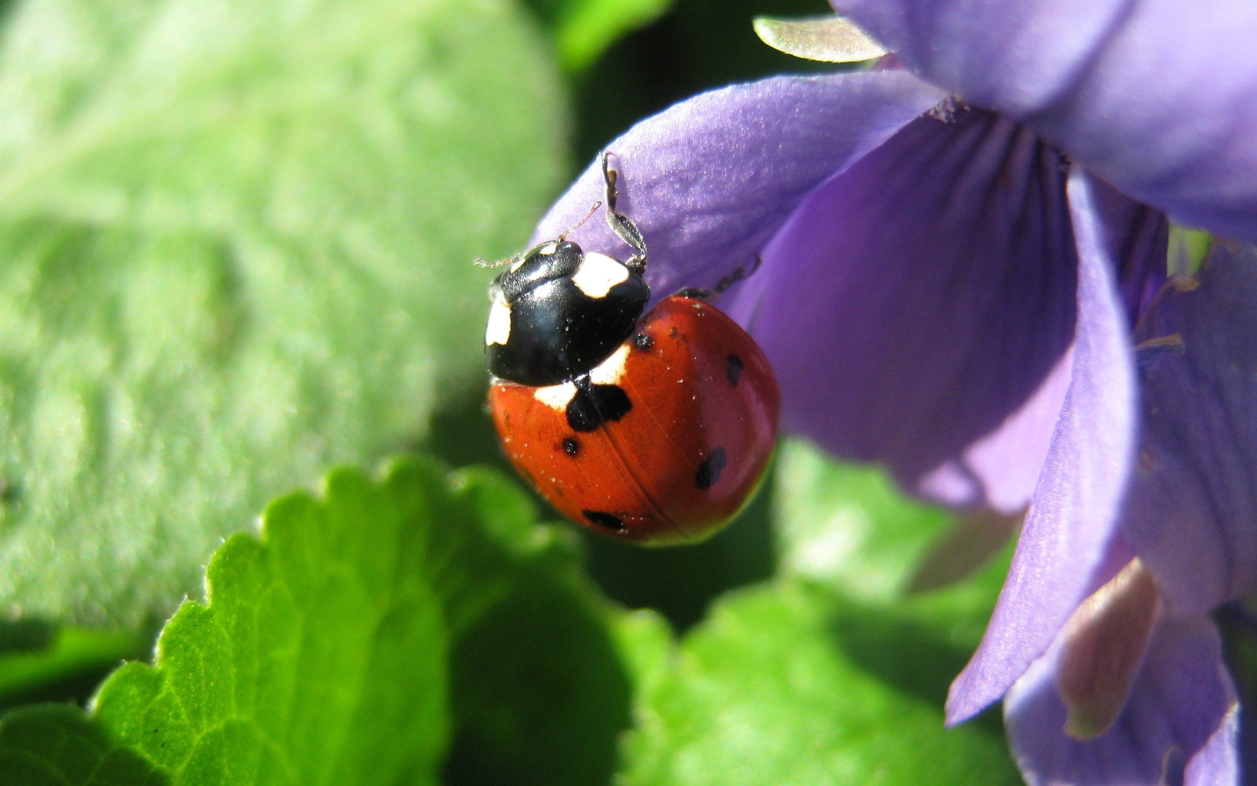 免费照片瓢虫在紫色花瓣上晒太阳