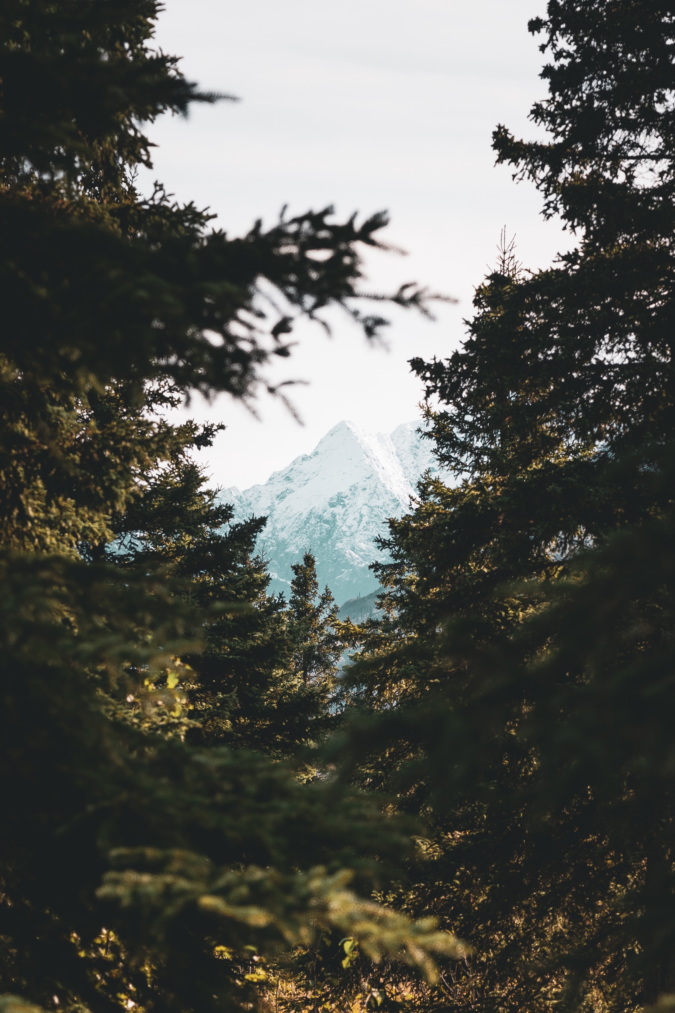 Фото обои гор, сосны, лес, пик, вершина горы, размытый фон, живописный, девушки - бесплатные картинки на Fonwall