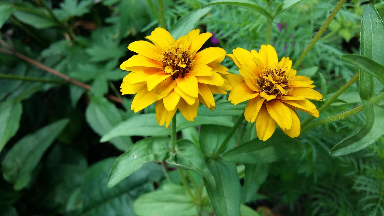 Free photo Yellow coreopsis flowers
