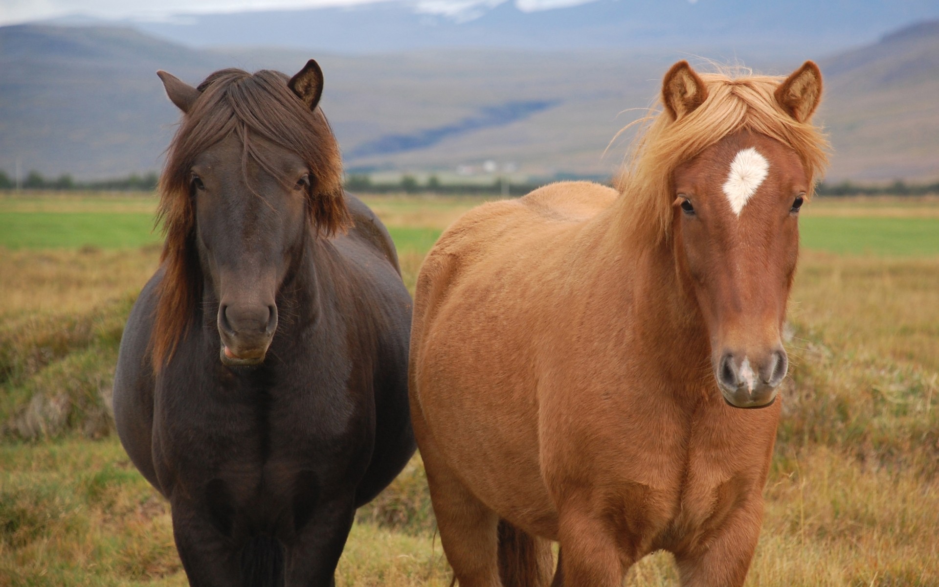 Free photo A married couple of horses