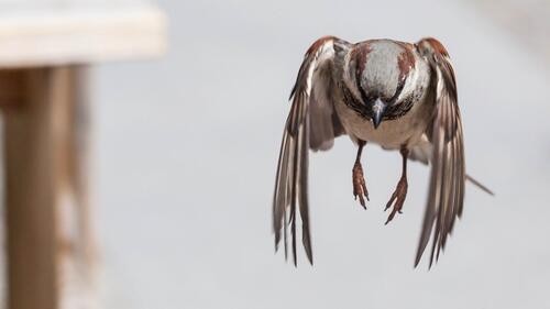 Selfies of a sparrow in flight