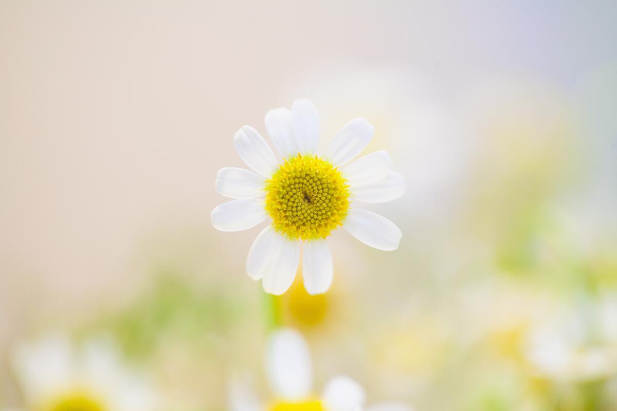 A little daisy flower