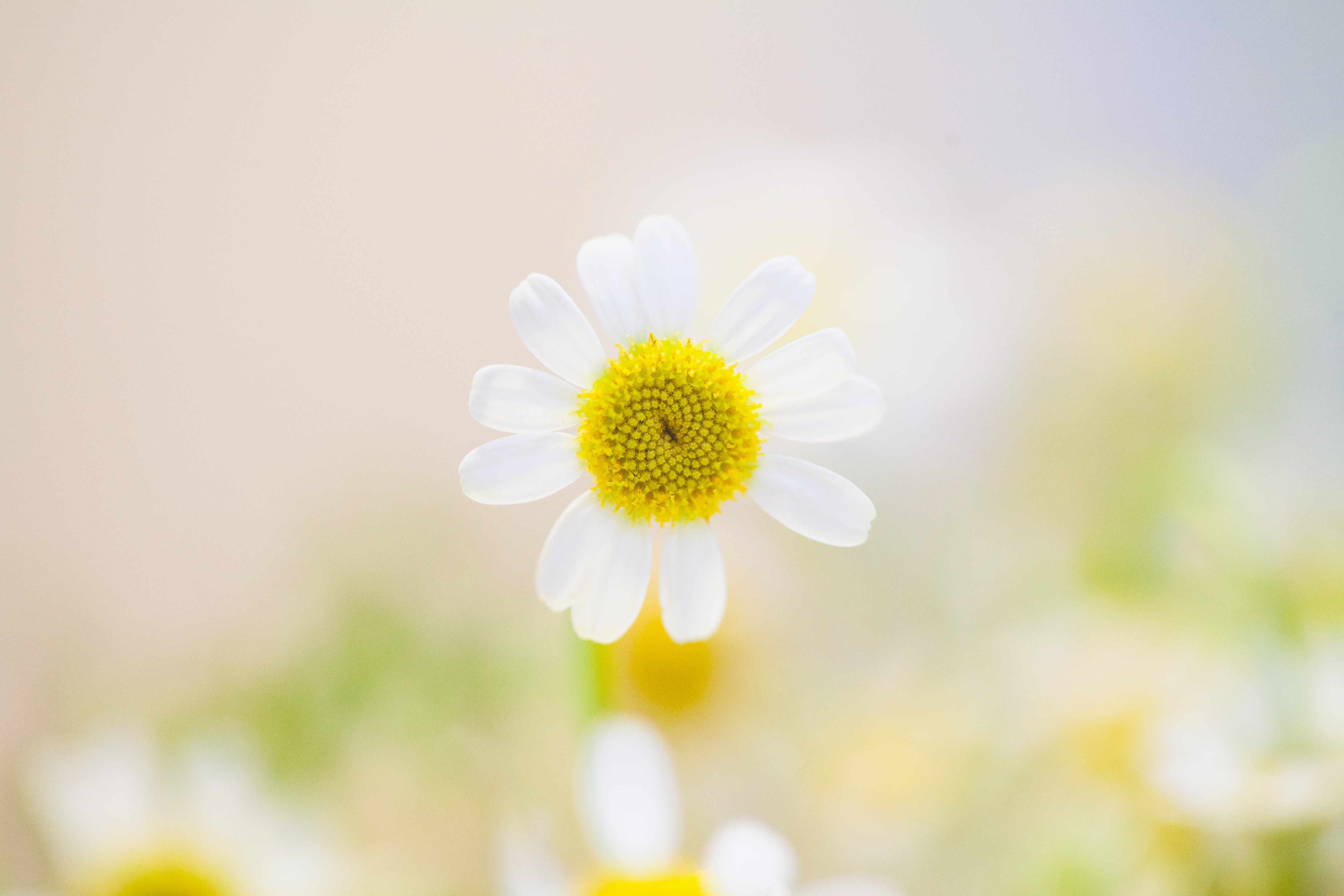 Бесплатное фото Маленький цветочек ромашки