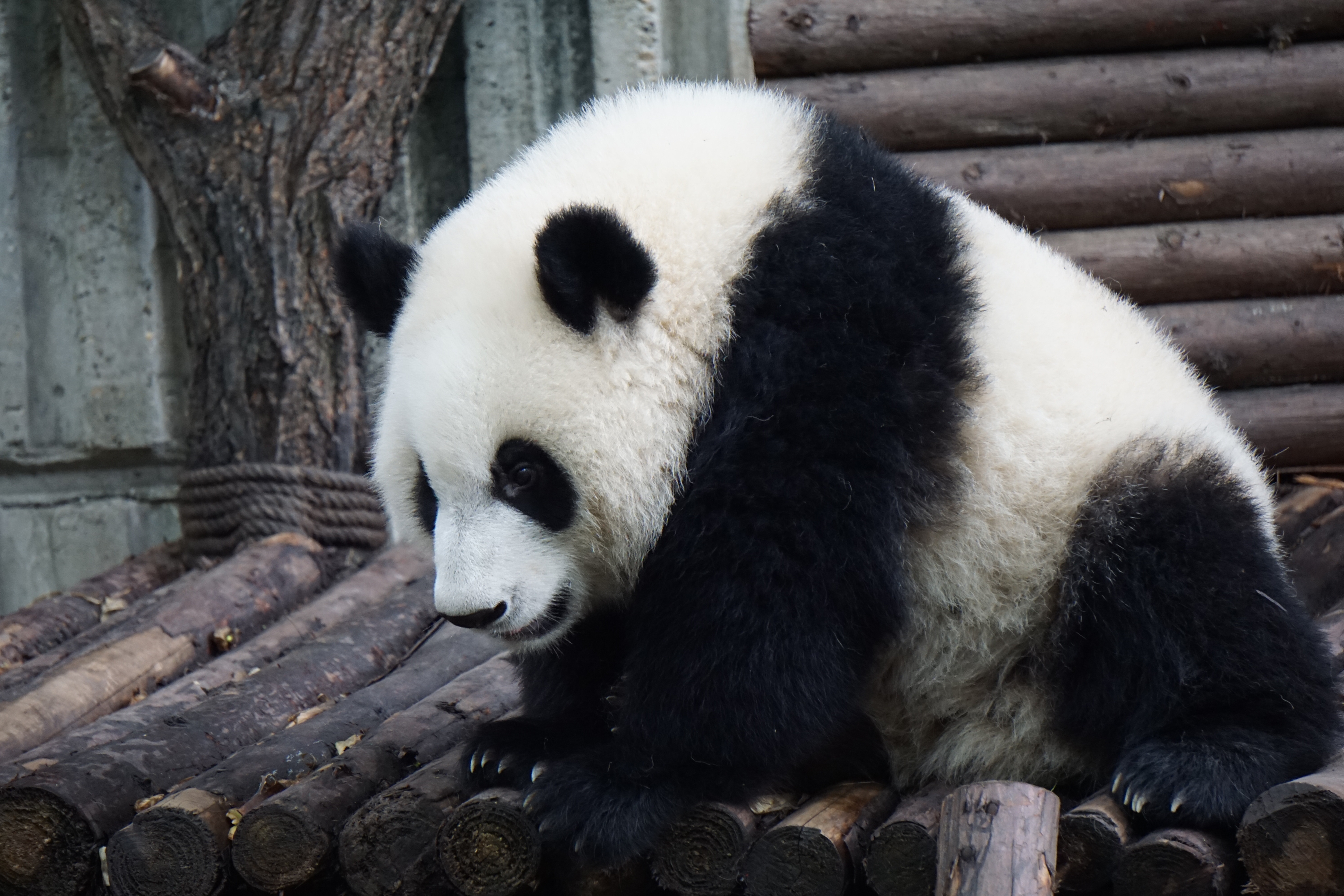A black and white fluffy panda