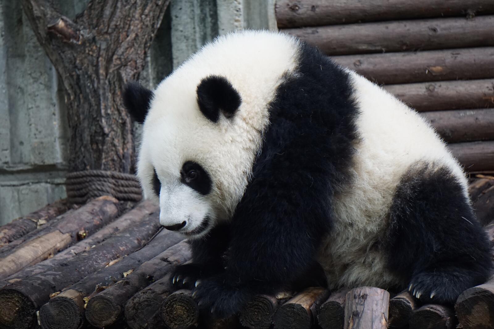 Free photo A black and white fluffy panda