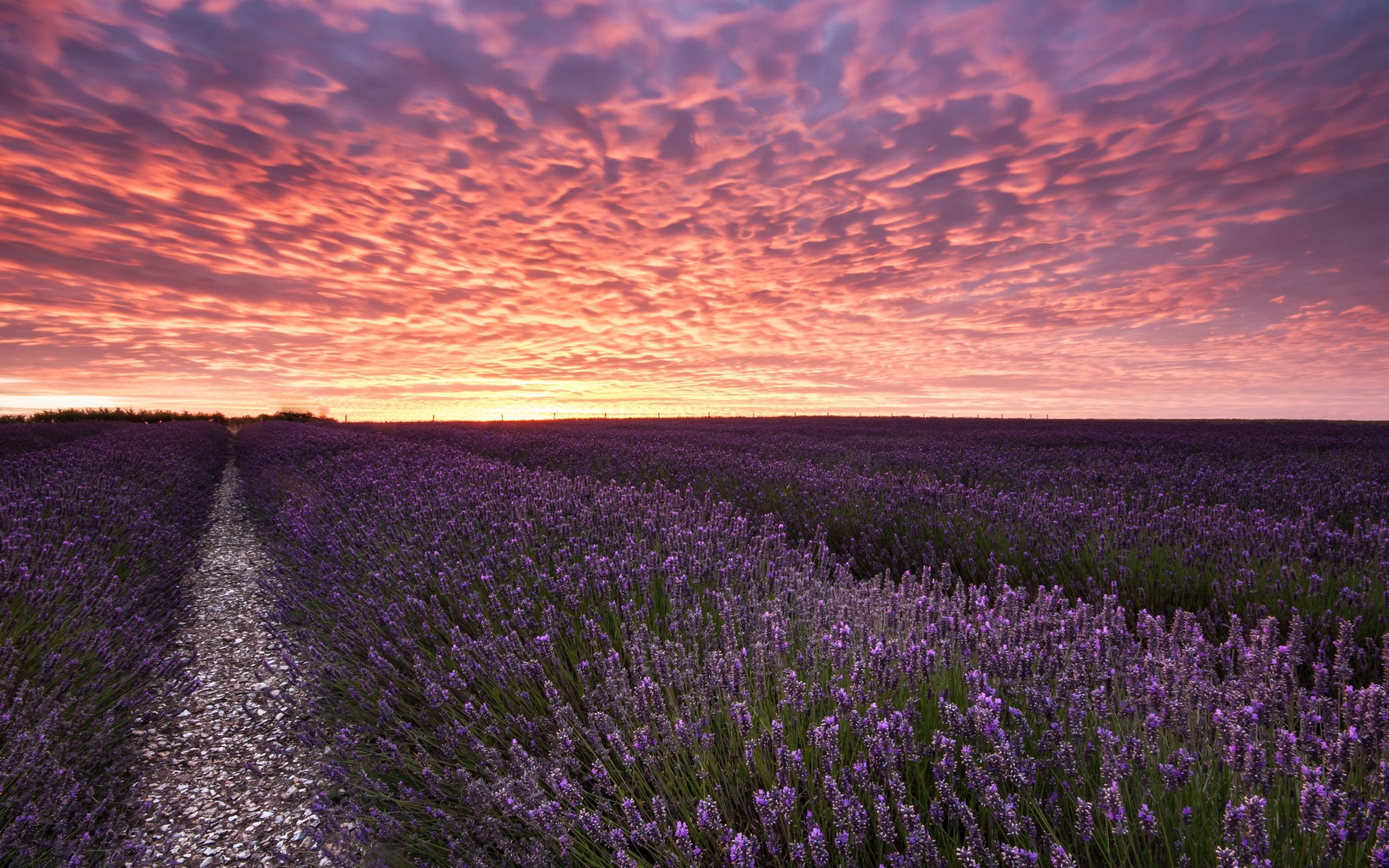 Free photo Lavender field at sunset