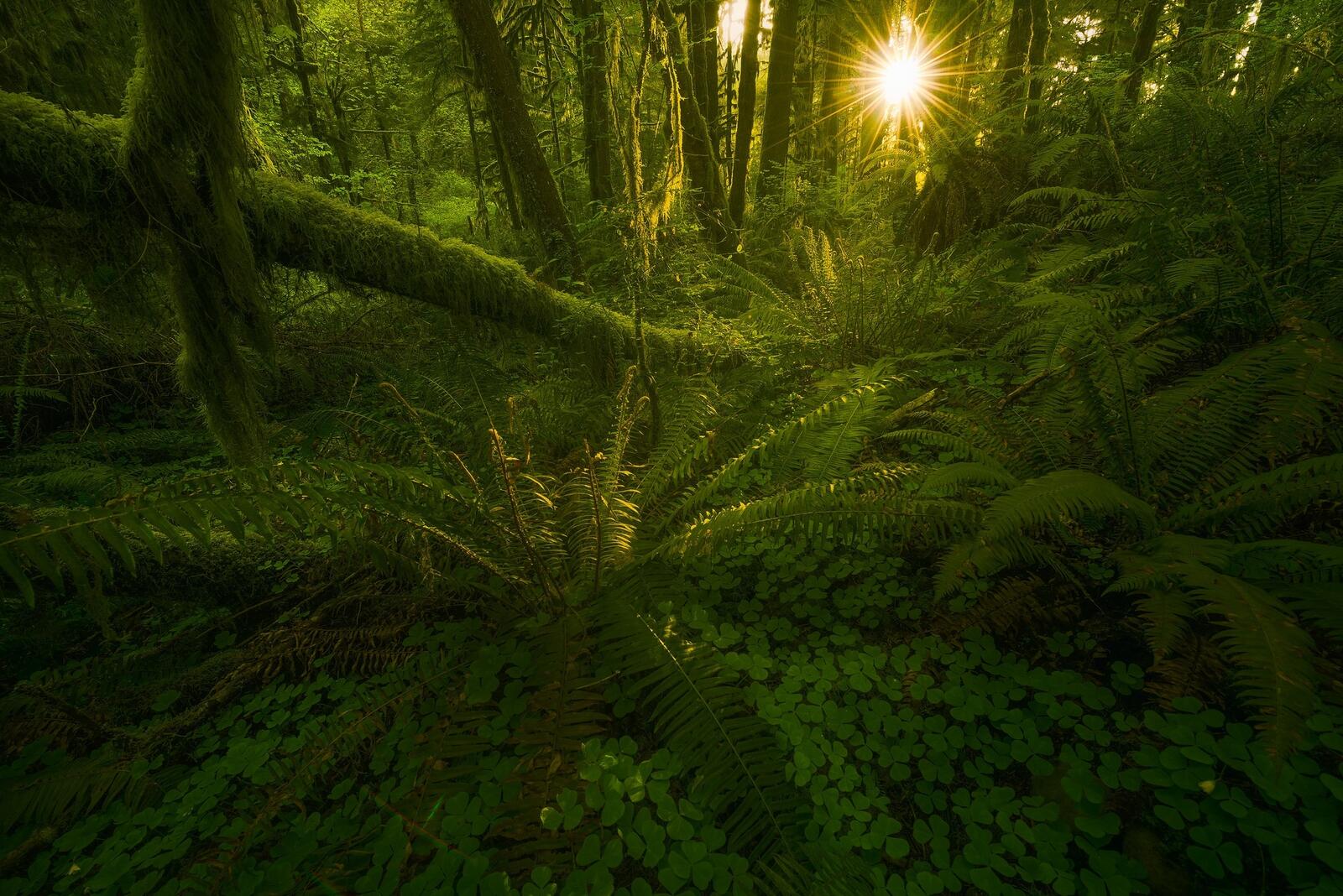 免费照片植被和苔藓覆盖的原始森林