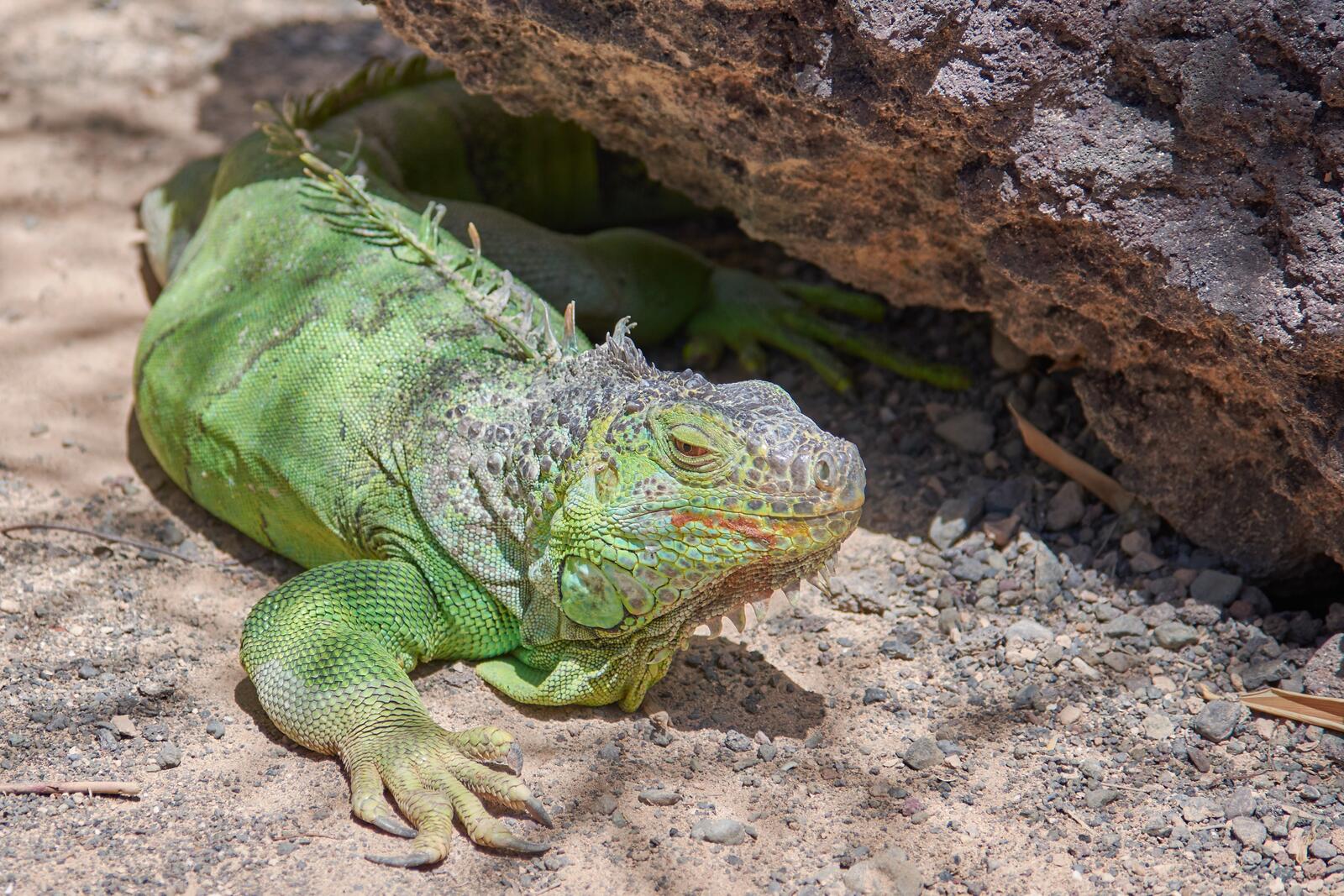 Free photo A green iguana crawls on the sand