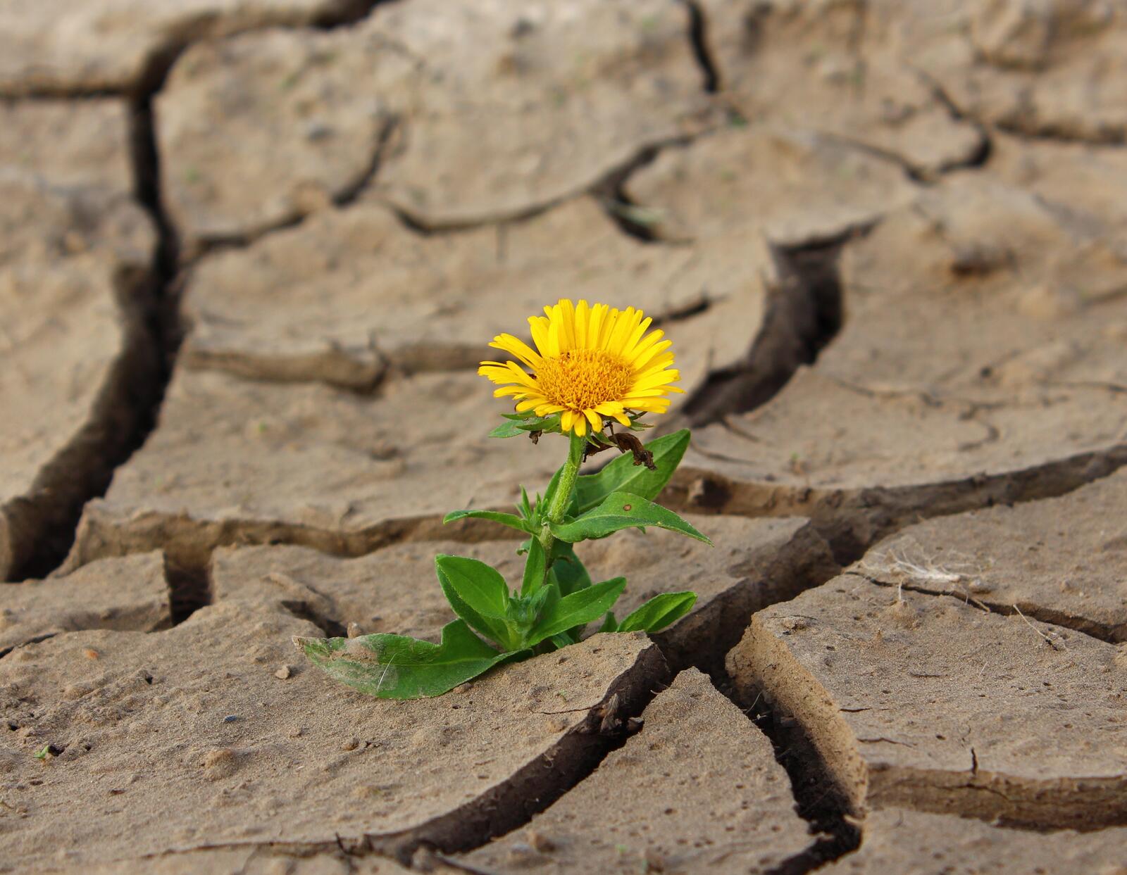 Бесплатное фото Цветущий одинокий одуванчик в высохшей растрескавшейся почве