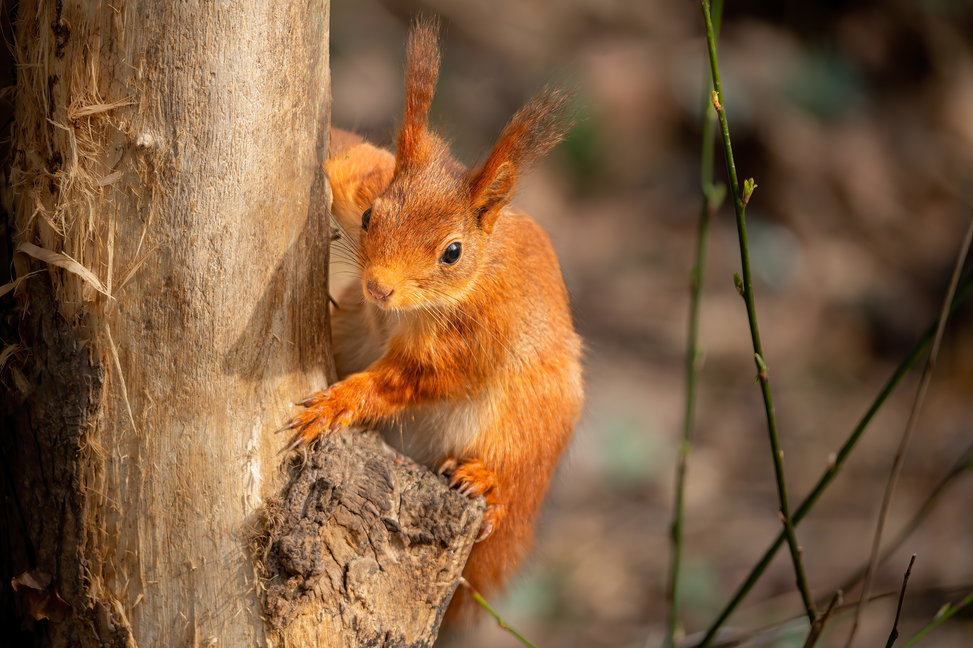 免费照片树上的红头松鼠
