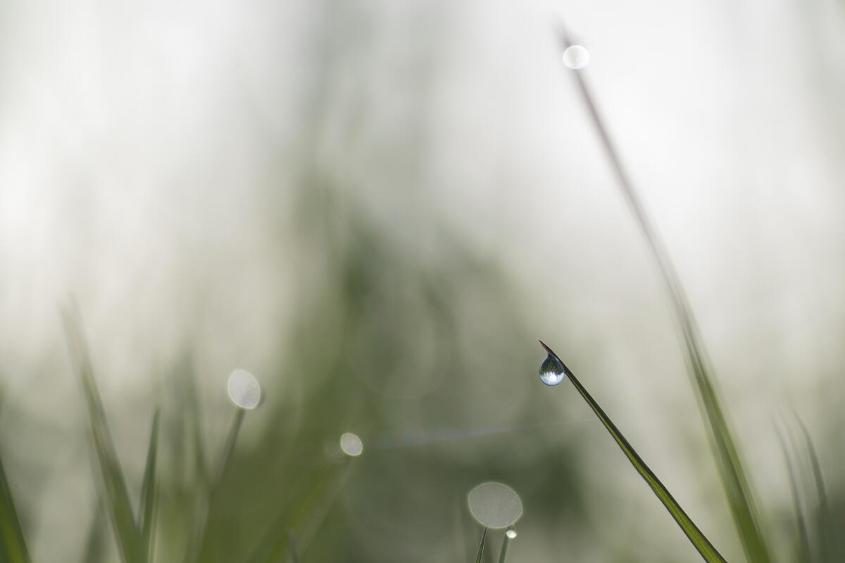 A drop on a blade of grass