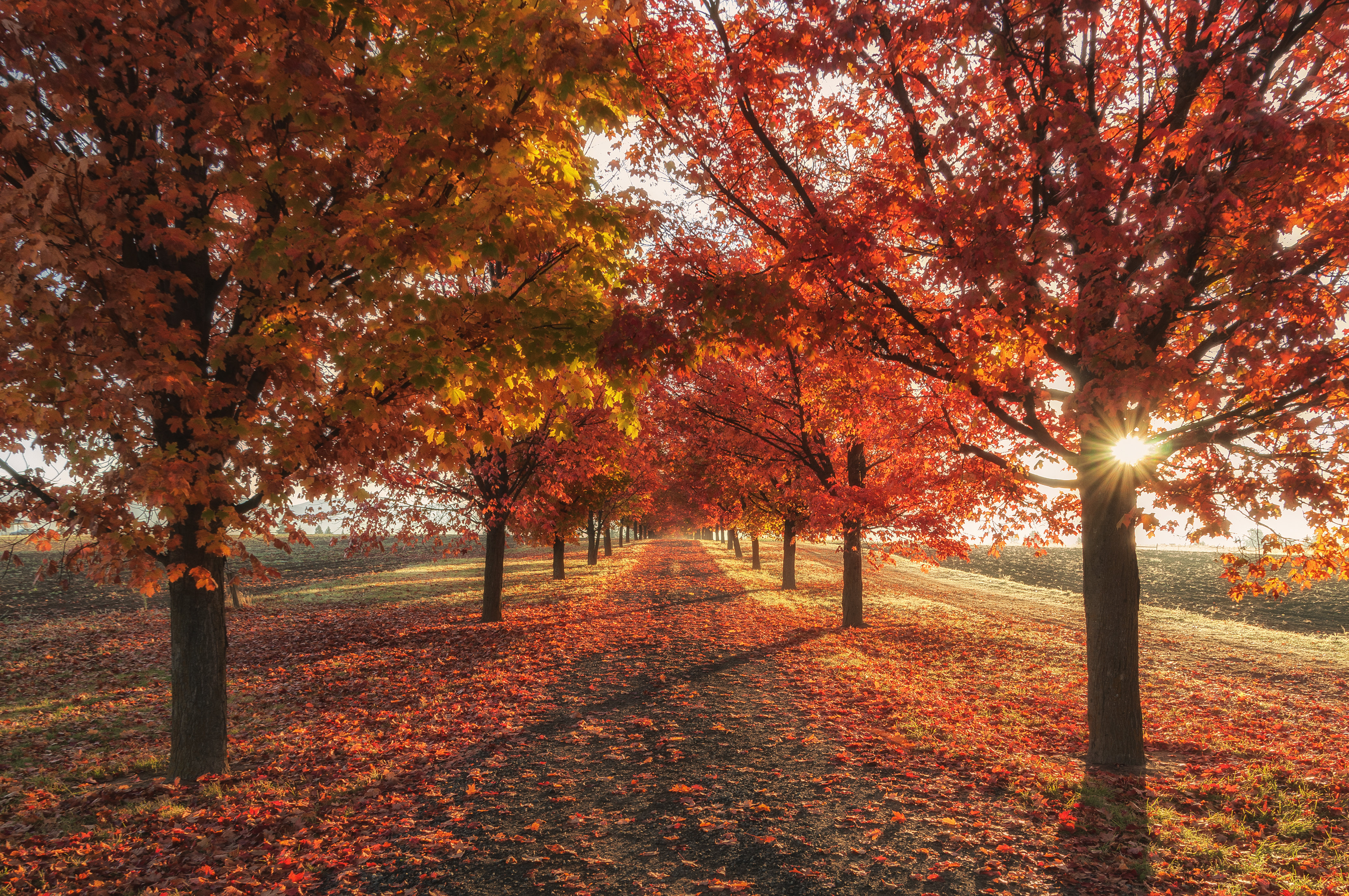 Бесплатное фото Аллея с опавшими красными листьями