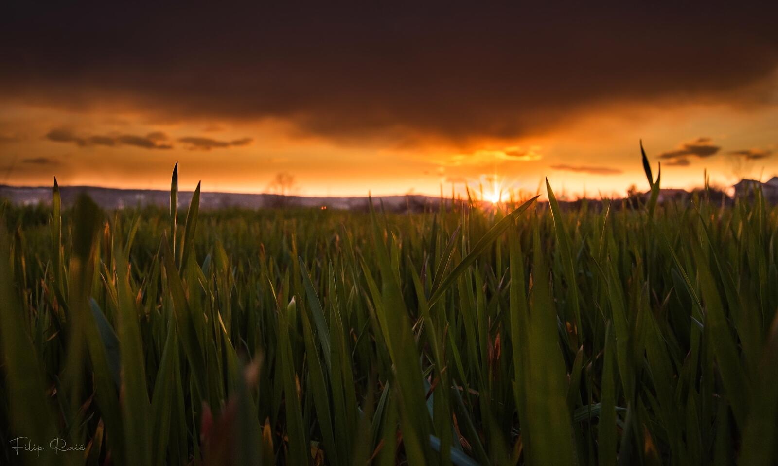 Бесплатное фото Поле с зеленой летней травой на закате дня