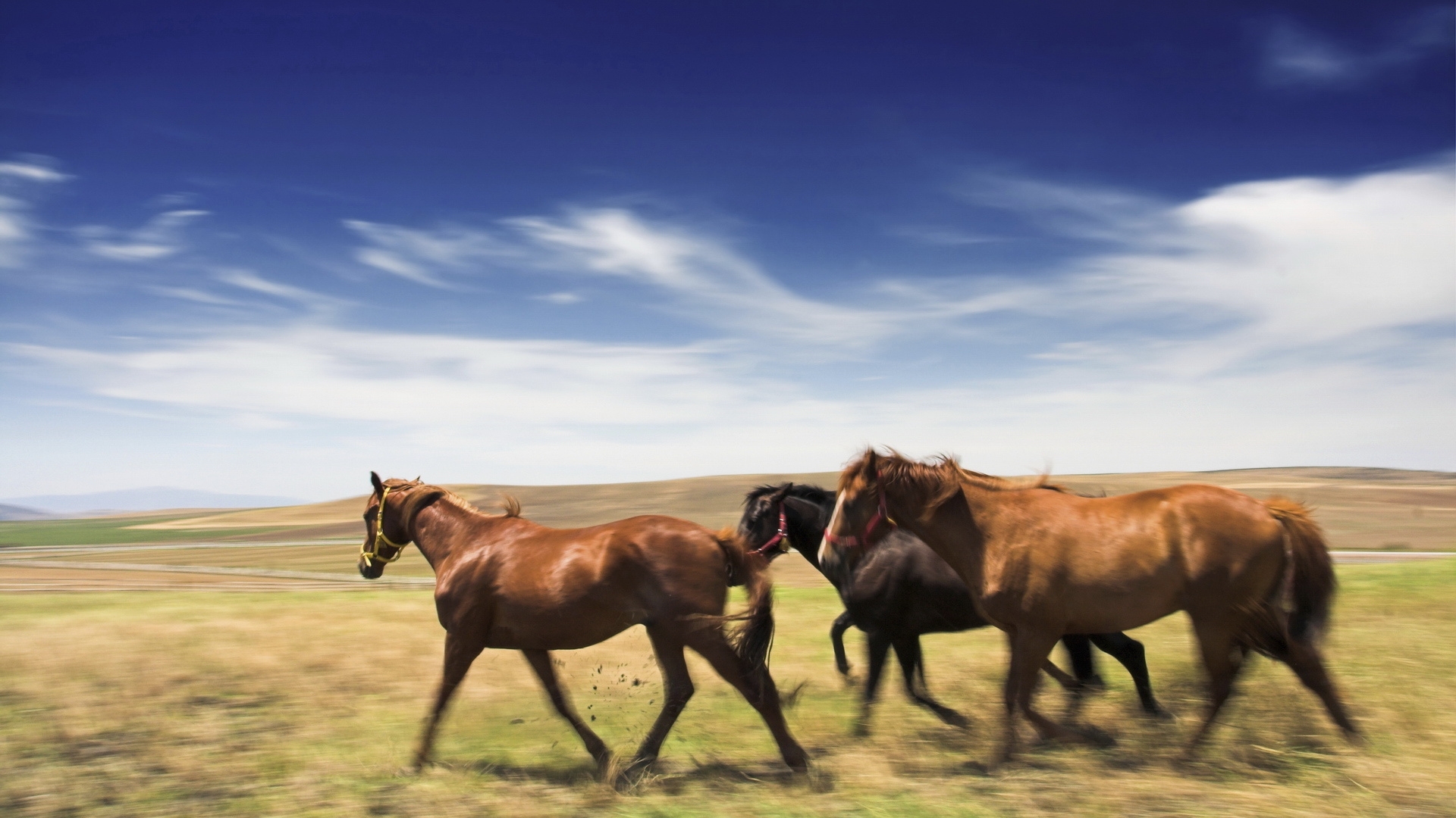Фото бесплатно пейзаж, лошадь, трава
