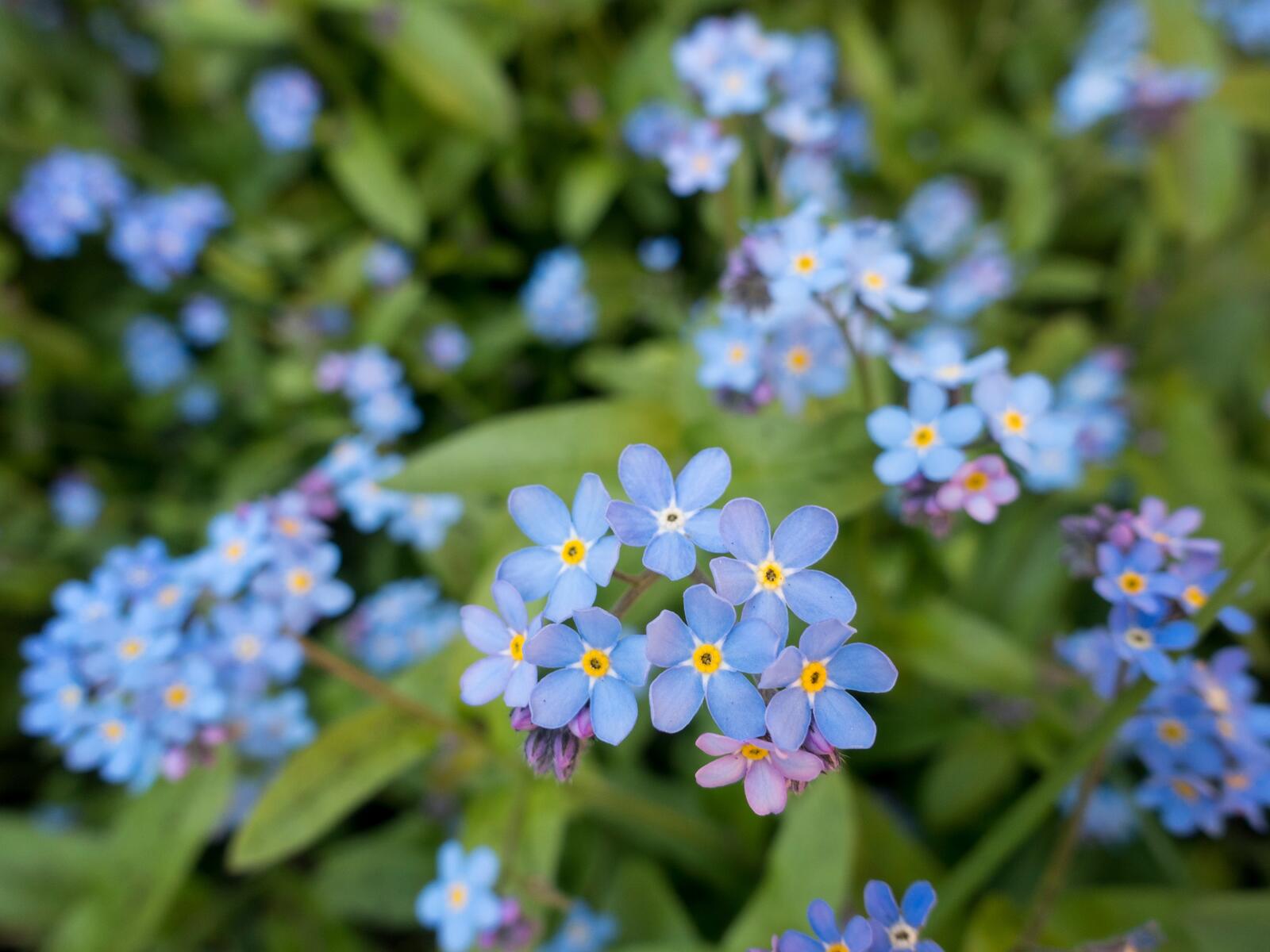 Free photo Blue forget-me-nots
