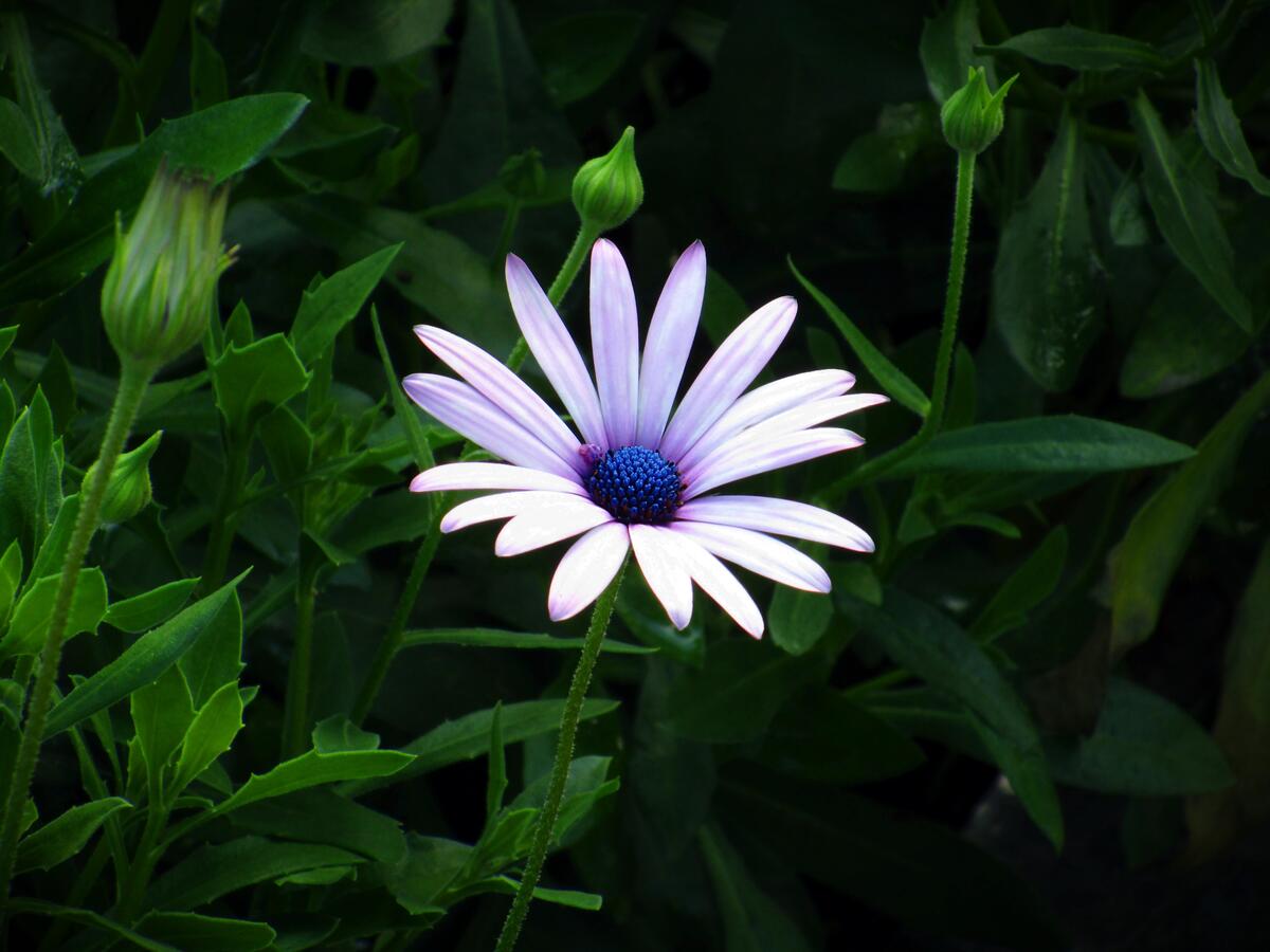 Маргаритка с удивительным белым цветом и фиолетовым оттенком