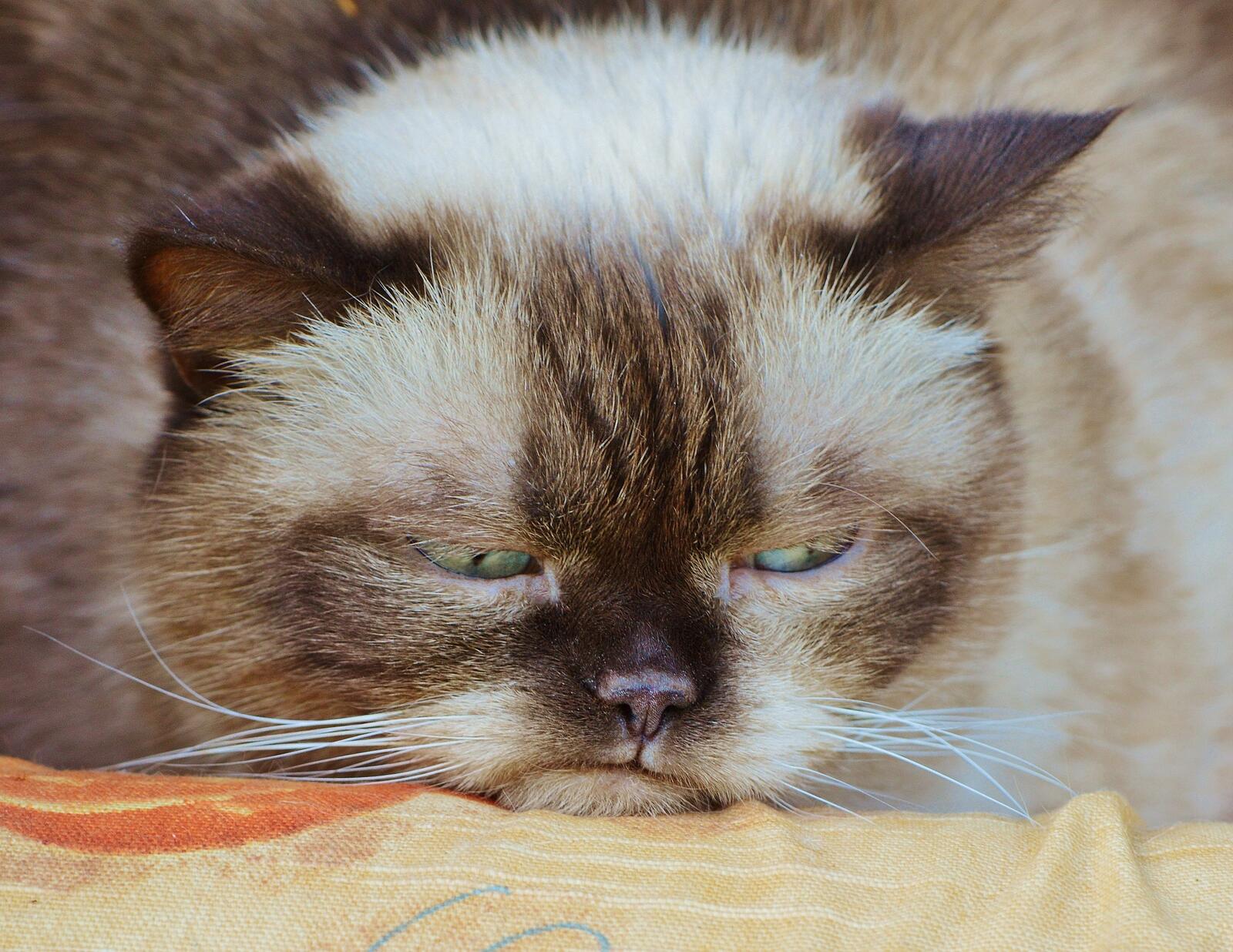 Бесплатное фото Грустный кот лежит на кровати
