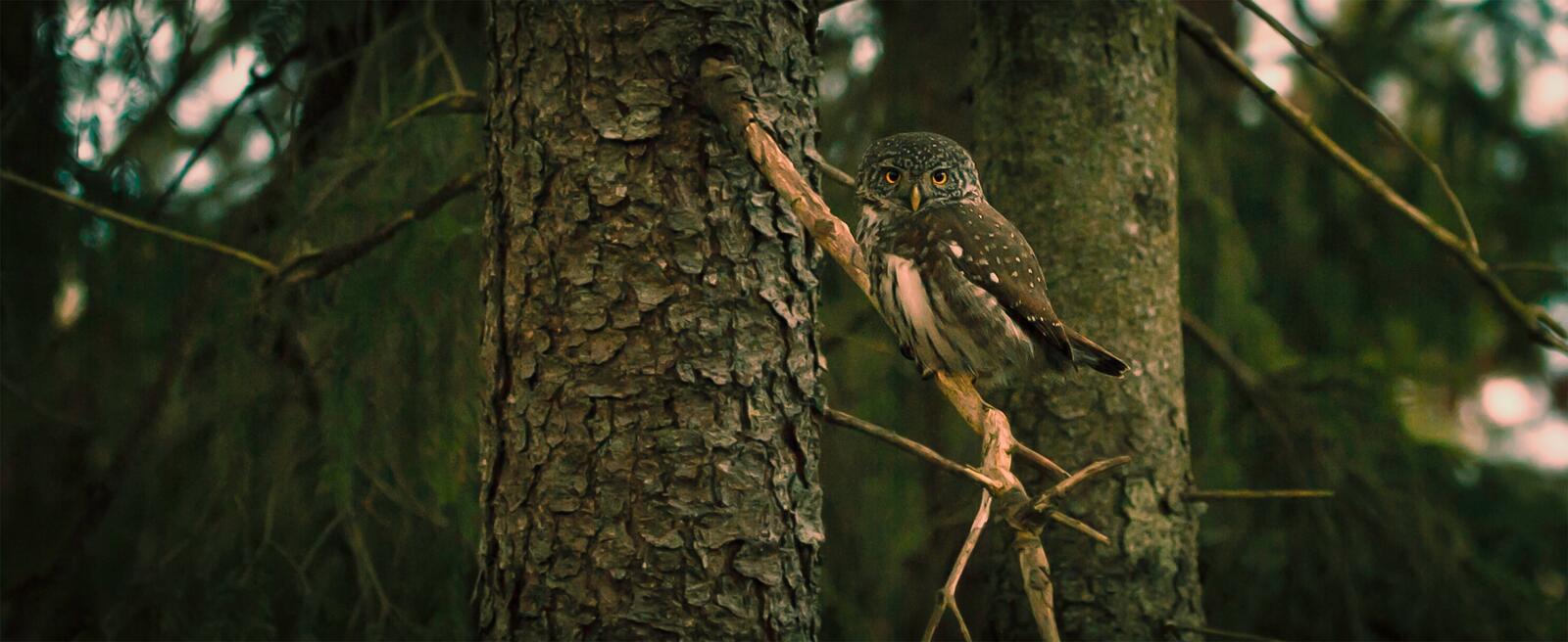 Бесплатное фото Клевая сова сидит на ветке дерева