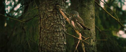 Клевая сова сидит на ветке дерева
