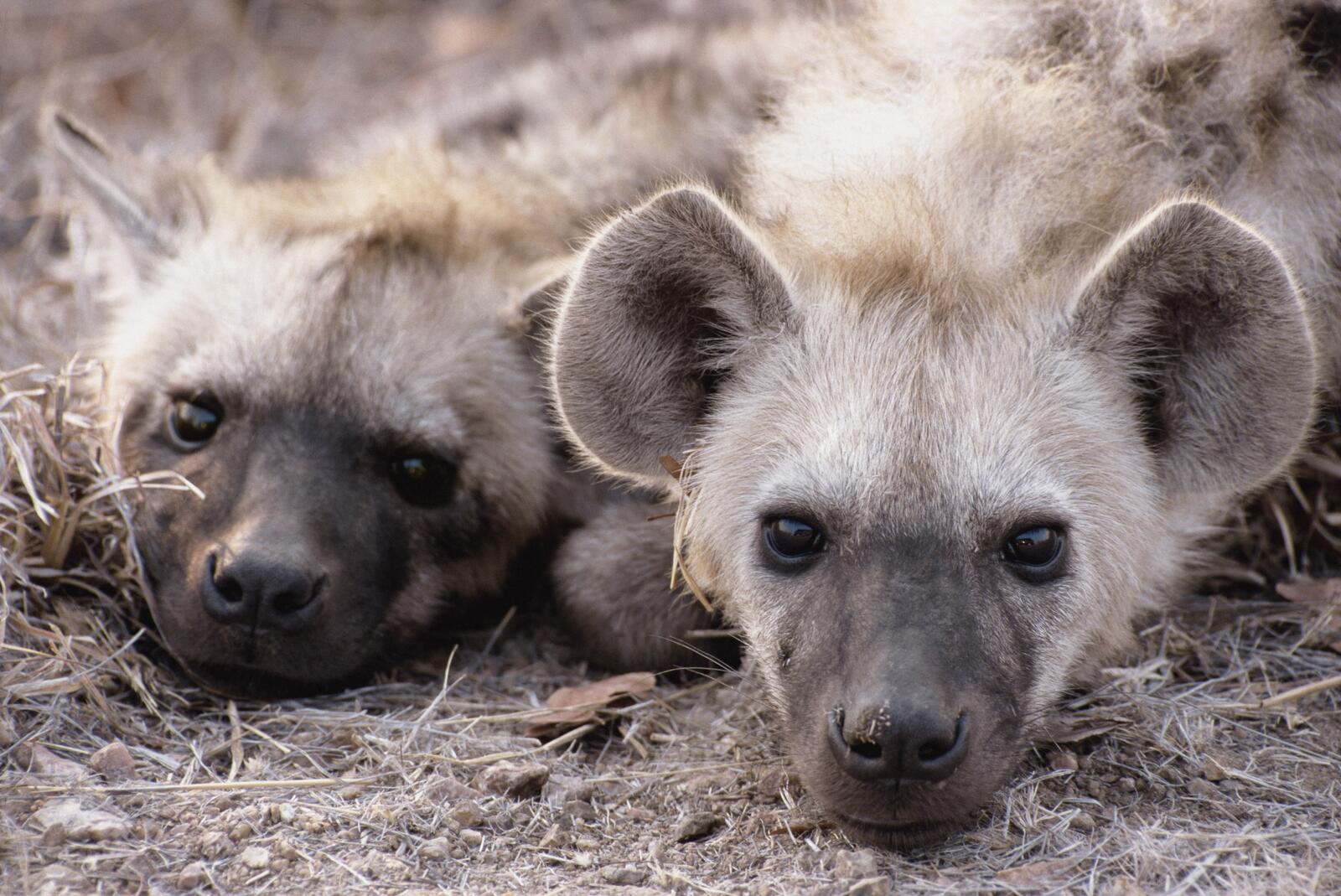 Wallpapers wildlife couple hyenas on the desktop