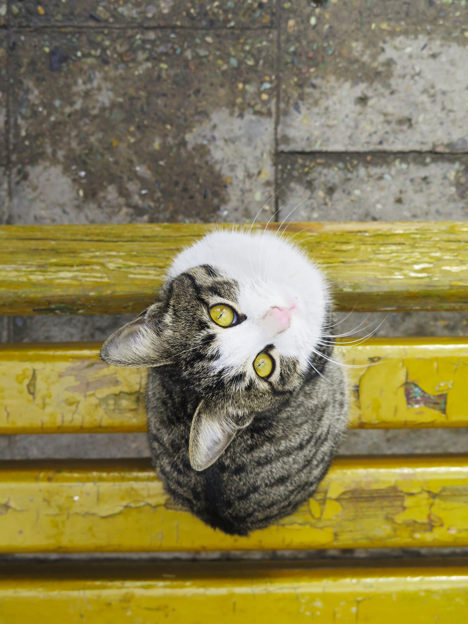 Бесплатное фото Уличный кот сидит на лавочке