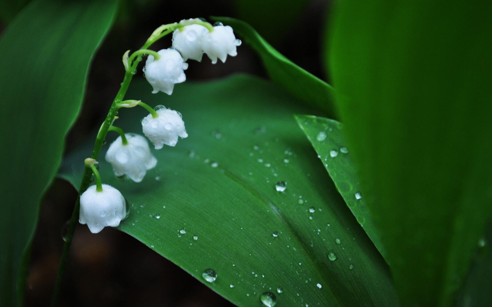 Free photo Wallpaper with lilies of the valley in the rain