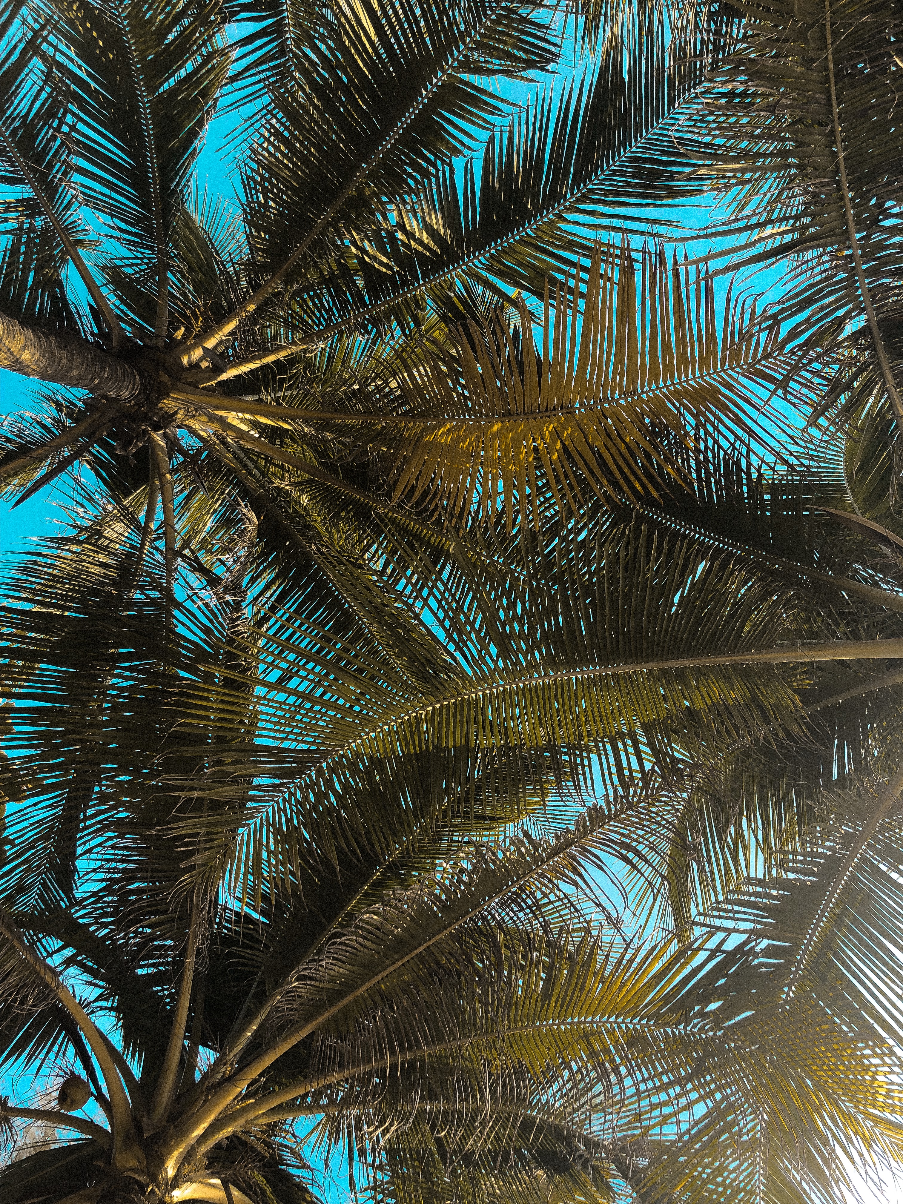 Бесплатное фото Вид на пальмы снизу