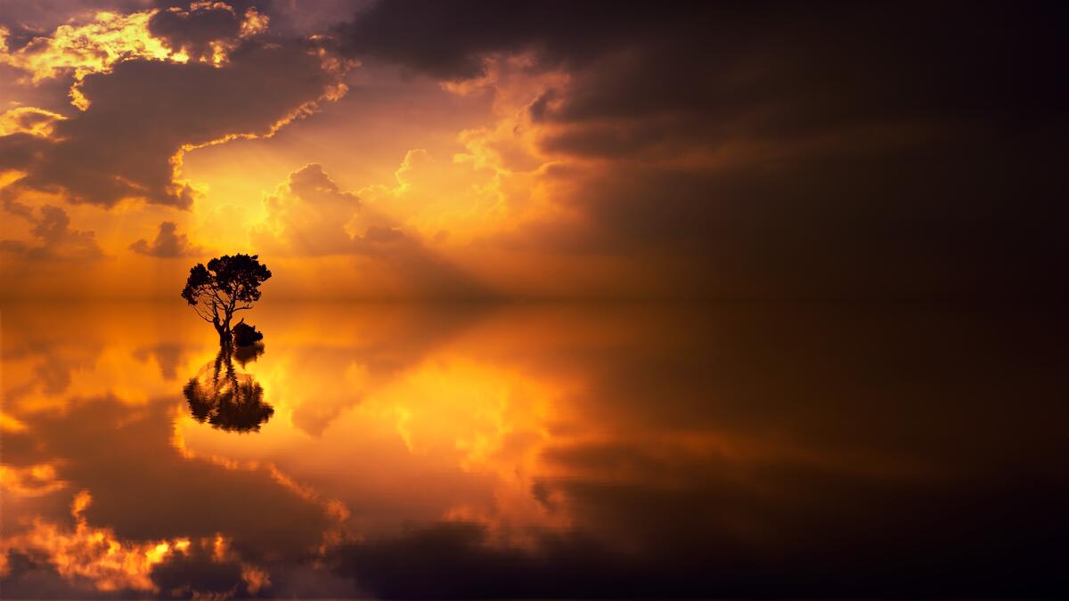 A lone sunken tree with a reflection of the sky at sunset