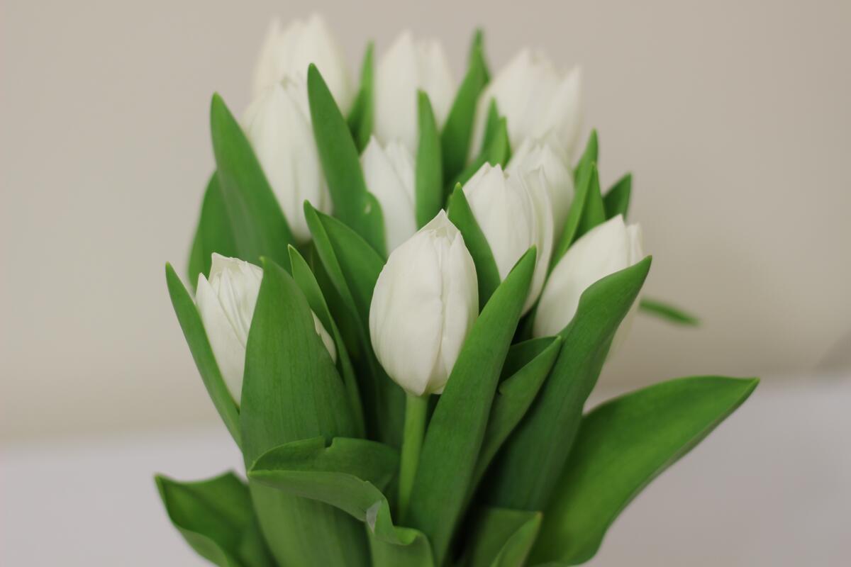 A bouquet of white tulips