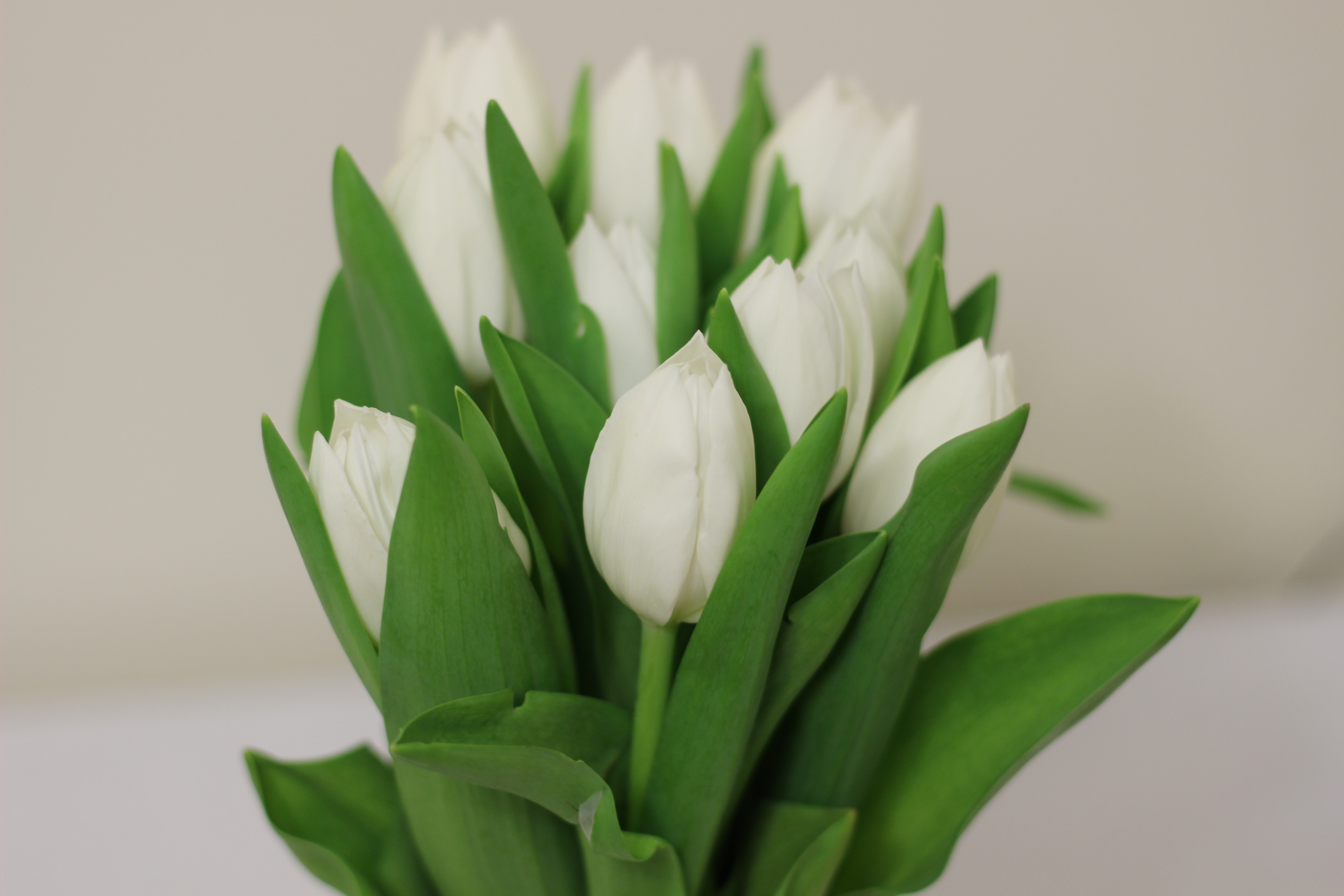 Free photo A bouquet of white tulips
