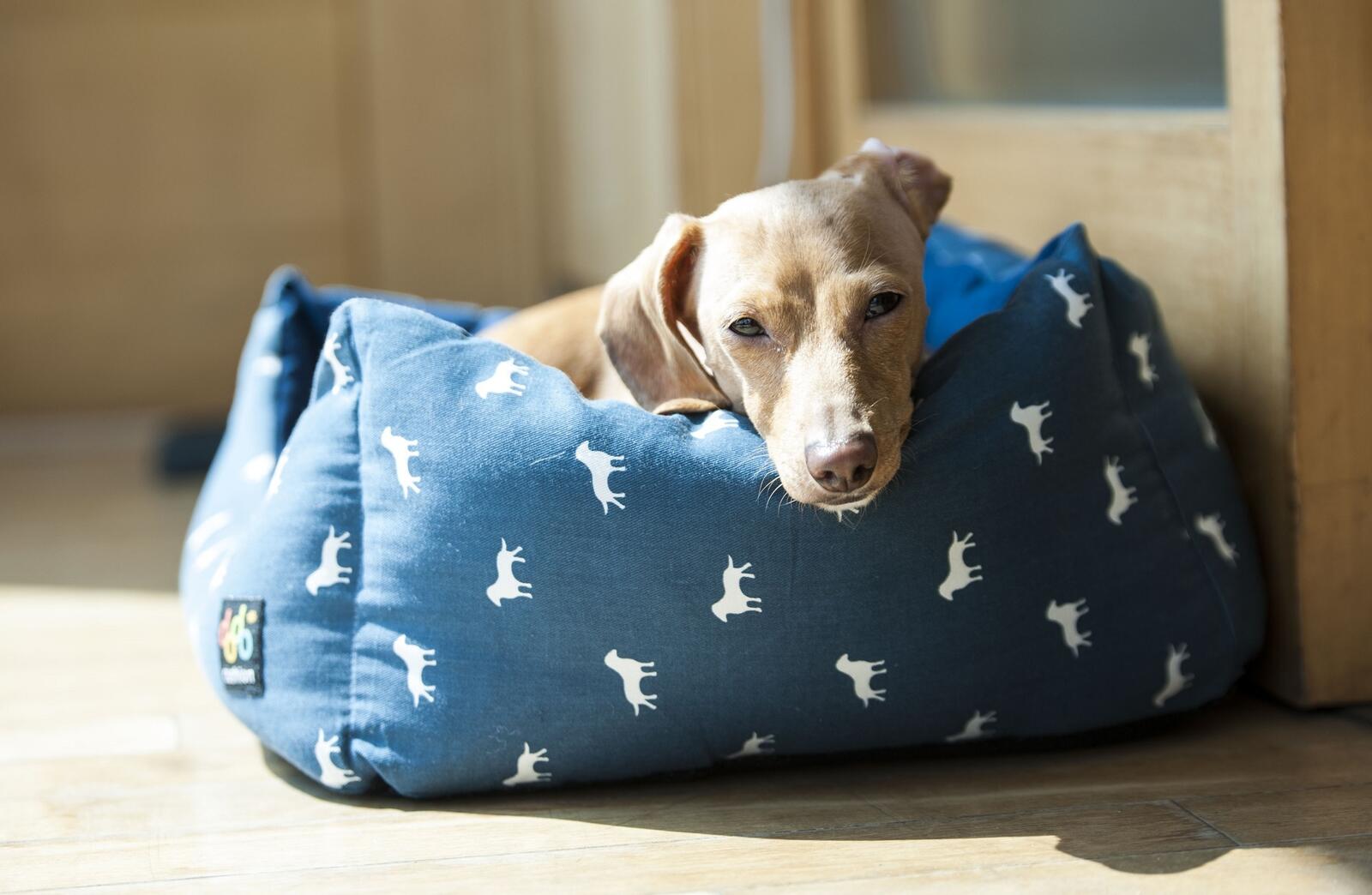免费照片一只疲惫的小狗躺在垫子上休息。