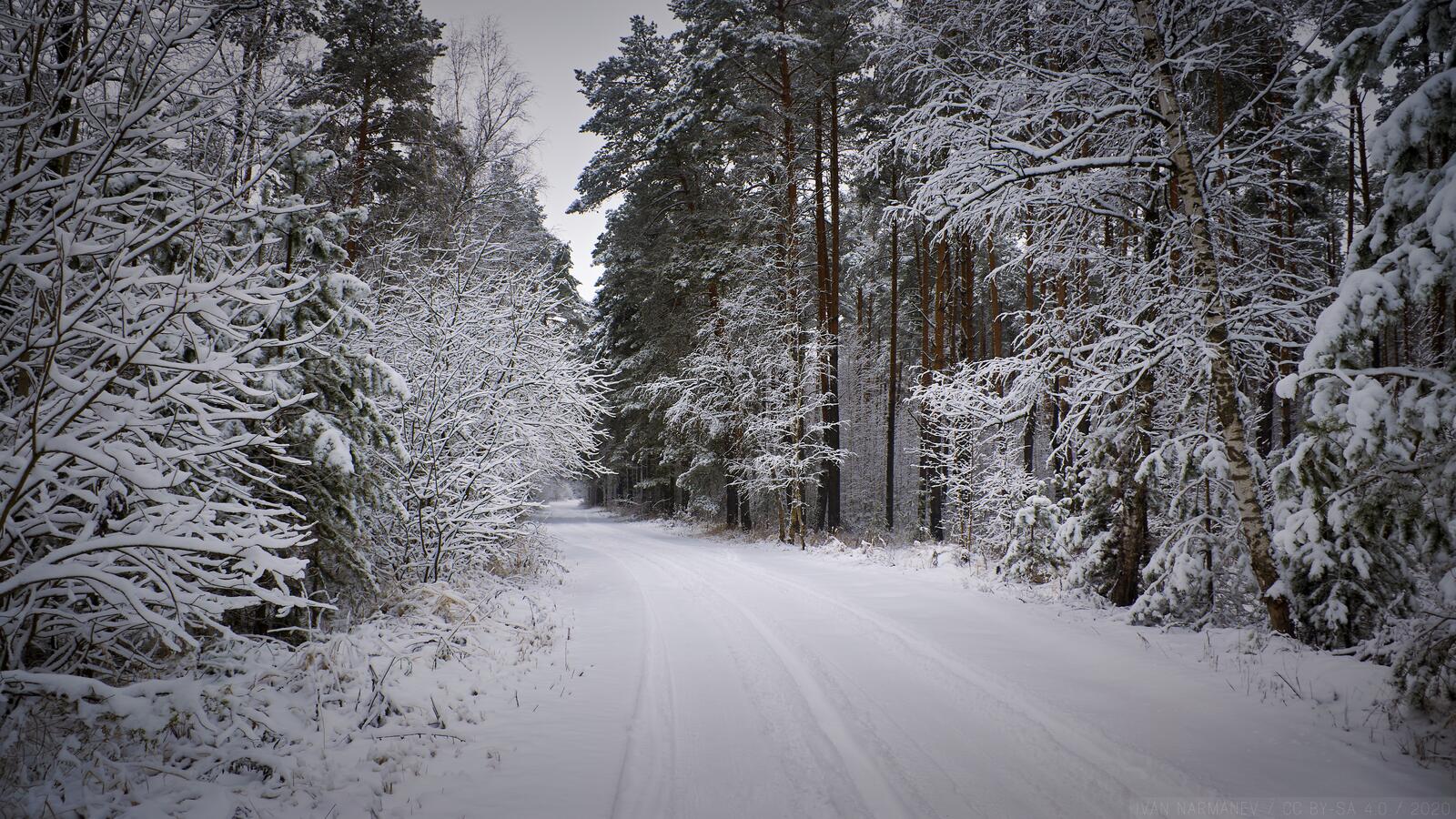 Free photo A snowy forest road with car tracks
