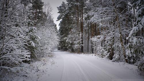 Лесная снежная дорога со следами автомобилей