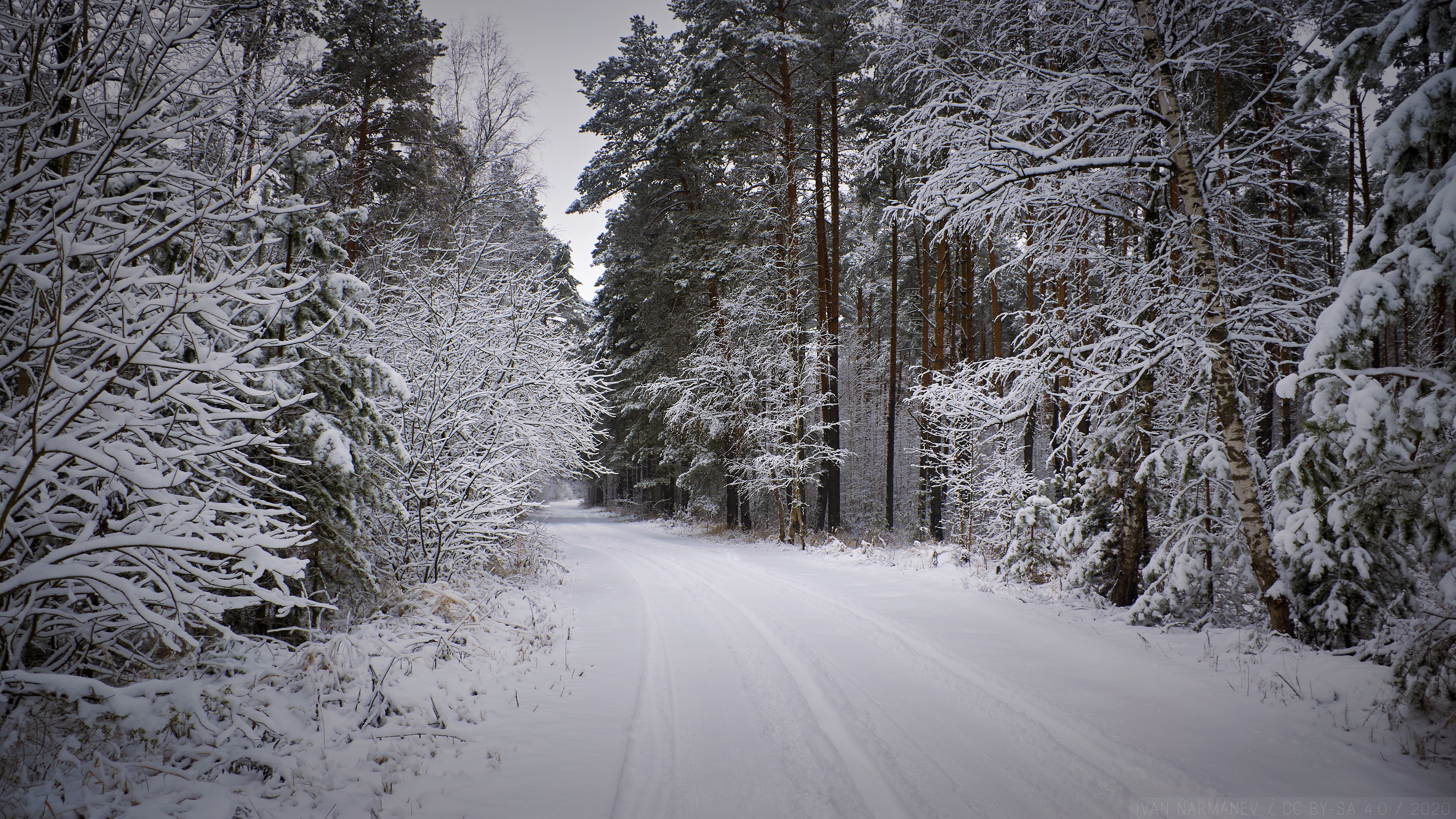 免费照片一条有汽车痕迹的雪地森林公路