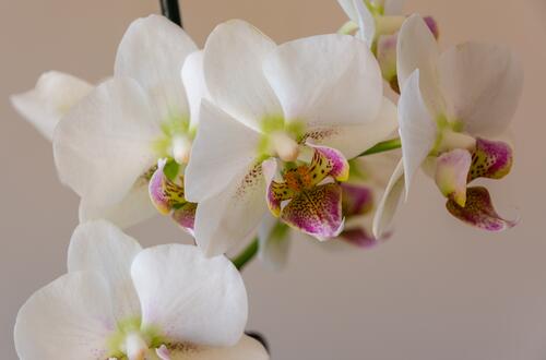 Обои белые орхидеи